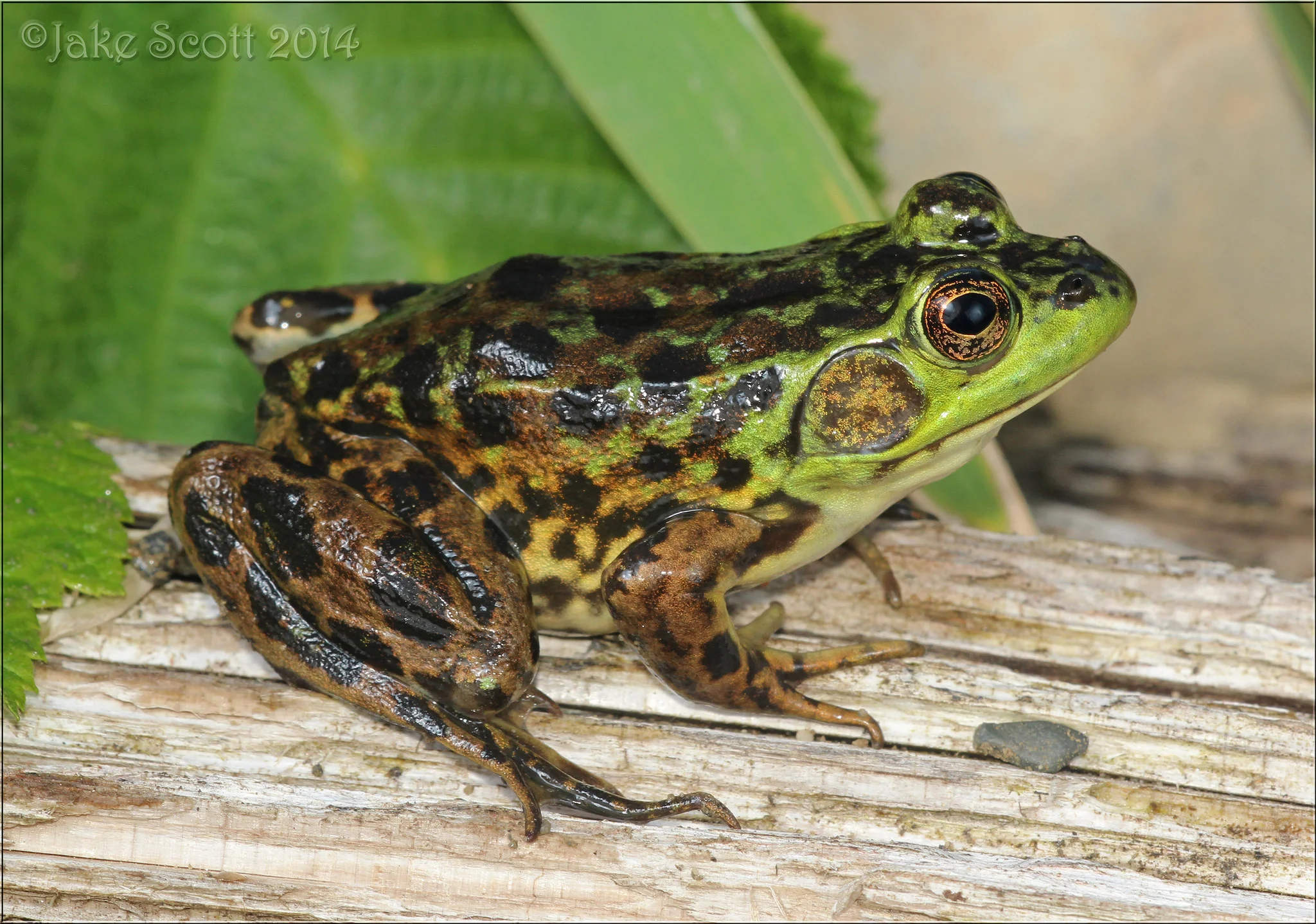 Mink Frog (Lithobates septentrionalis)