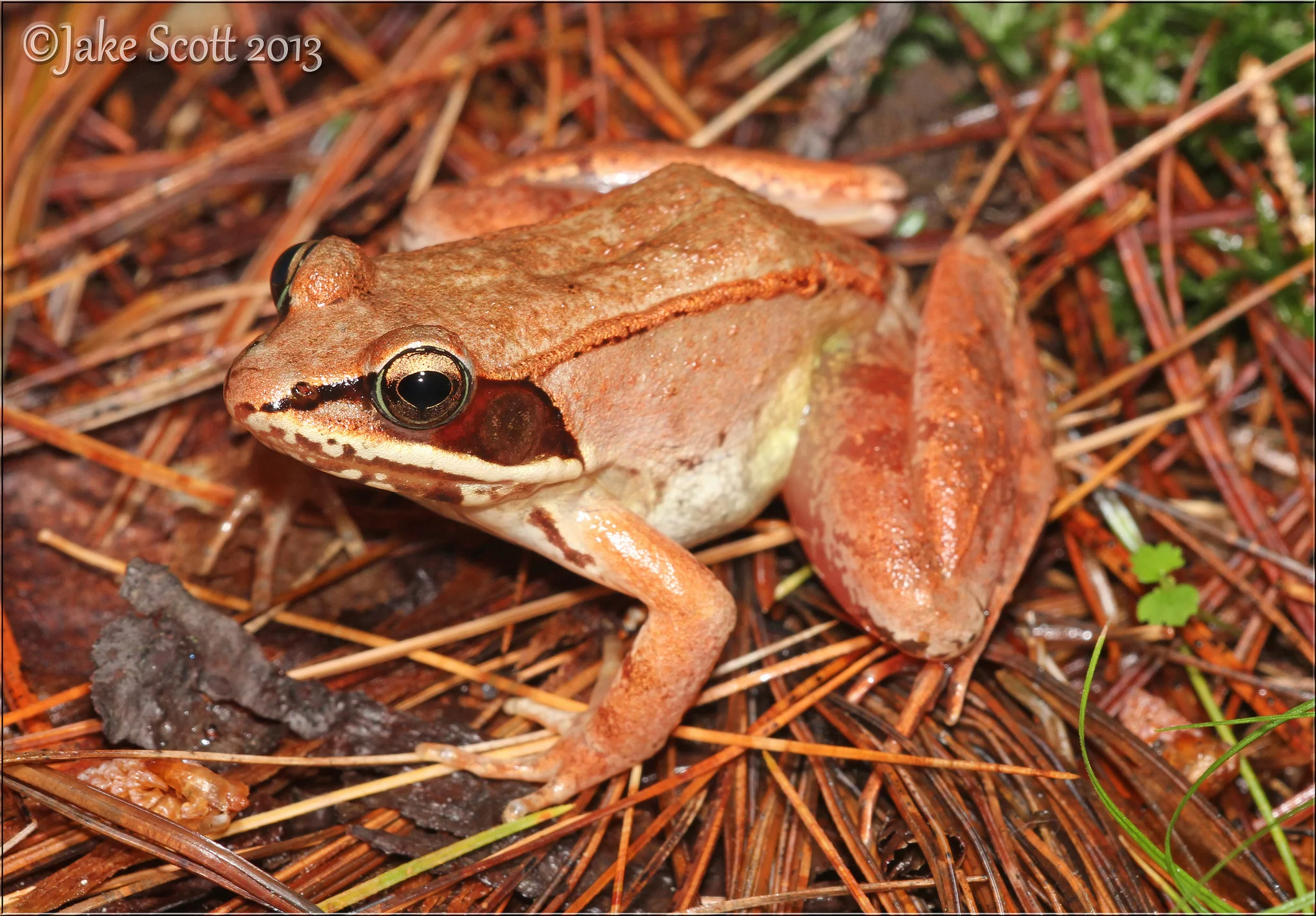 Wood Frog (Rana sylvatica)