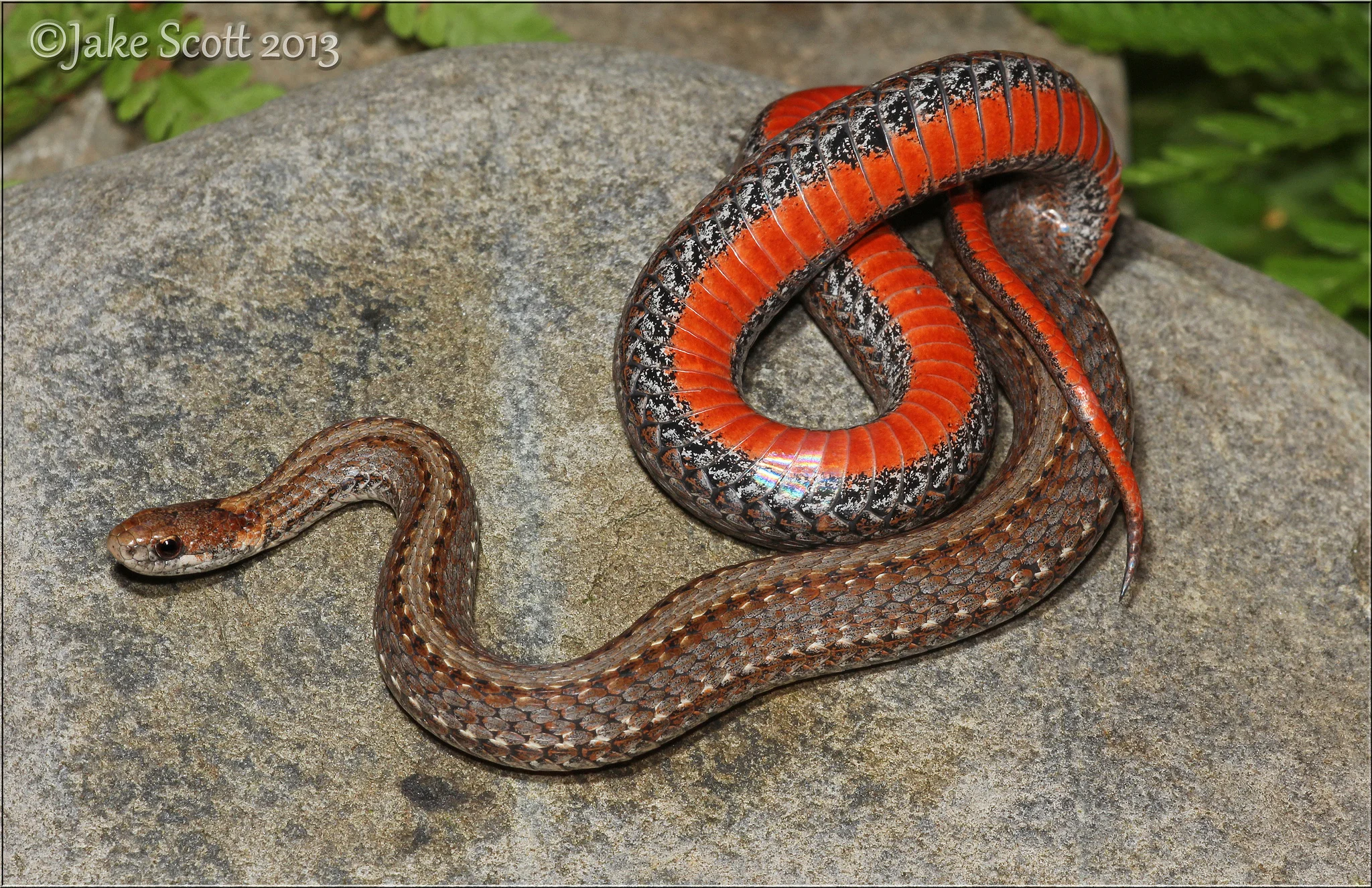 Northern Redbelly Snake (Storeria occipitomaculata occipitomaculata)