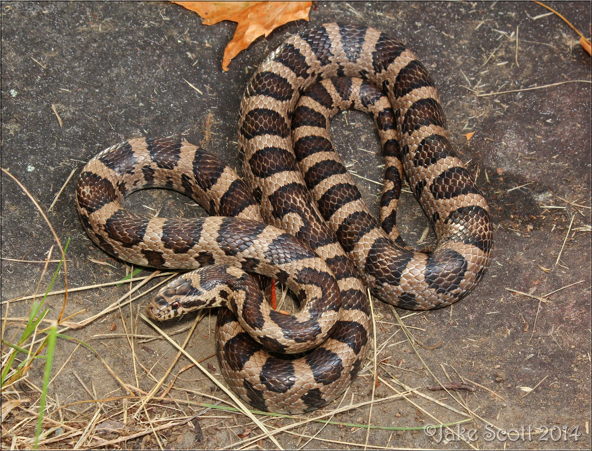 Eastern Milk Snake (Lampropeltis triangulum triangulum)