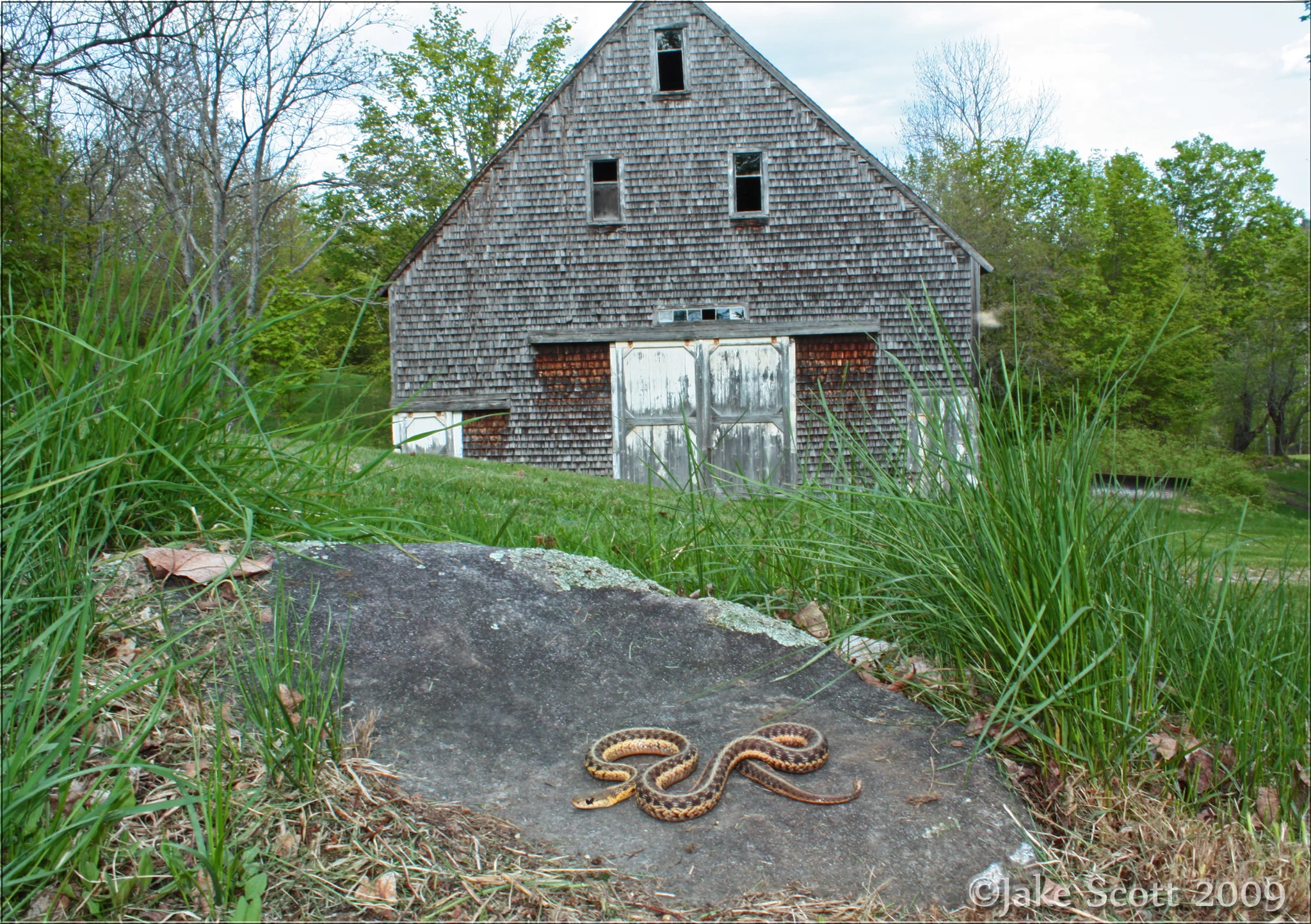 Maritime Garter Snake (Lampropeltis triangulum triangulum) with the barn my great grandfather Hutchinson built in the background.