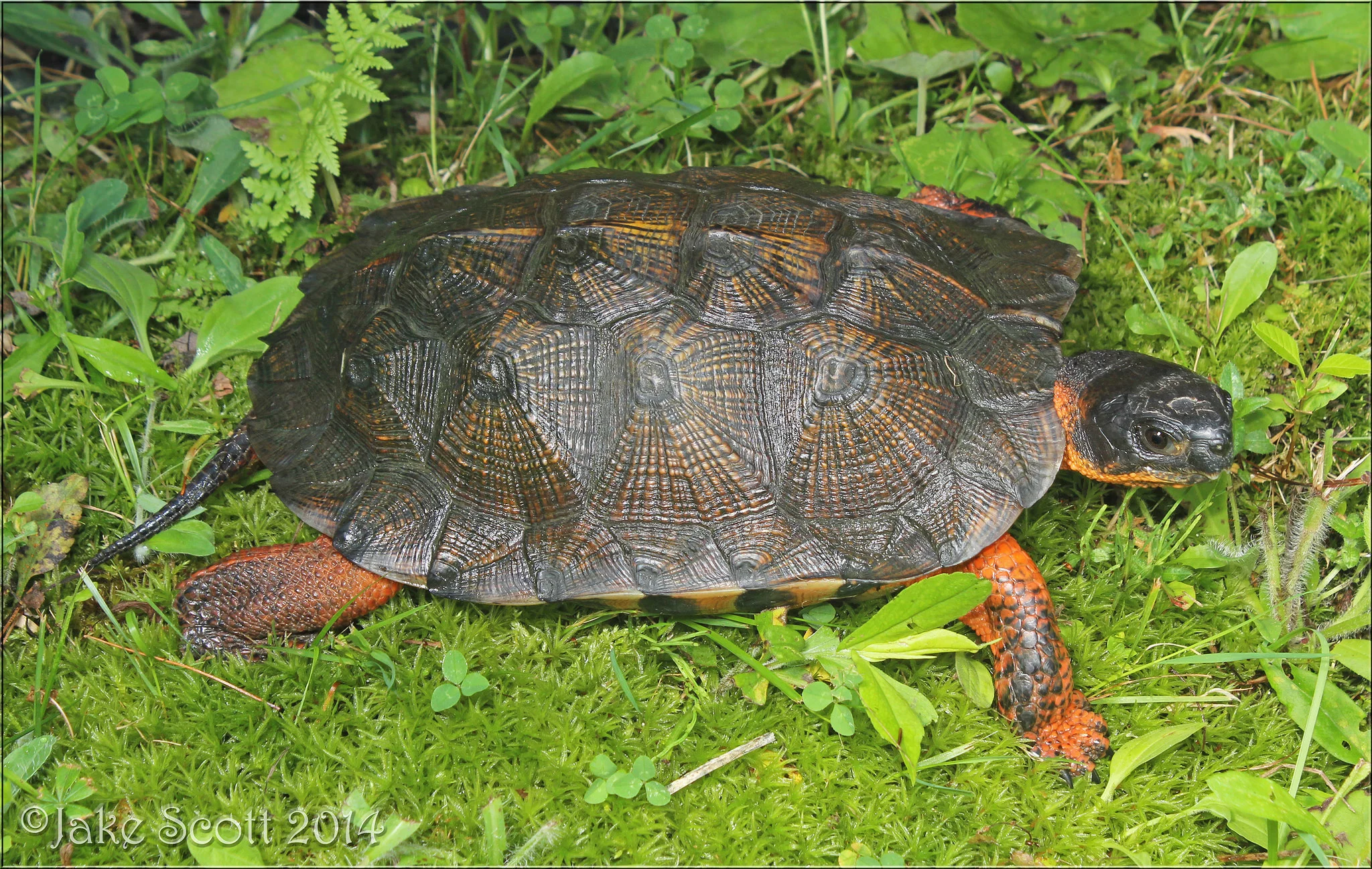 Wood Turtle (Glyptemys insculpta), a species of special concern in Maine.
