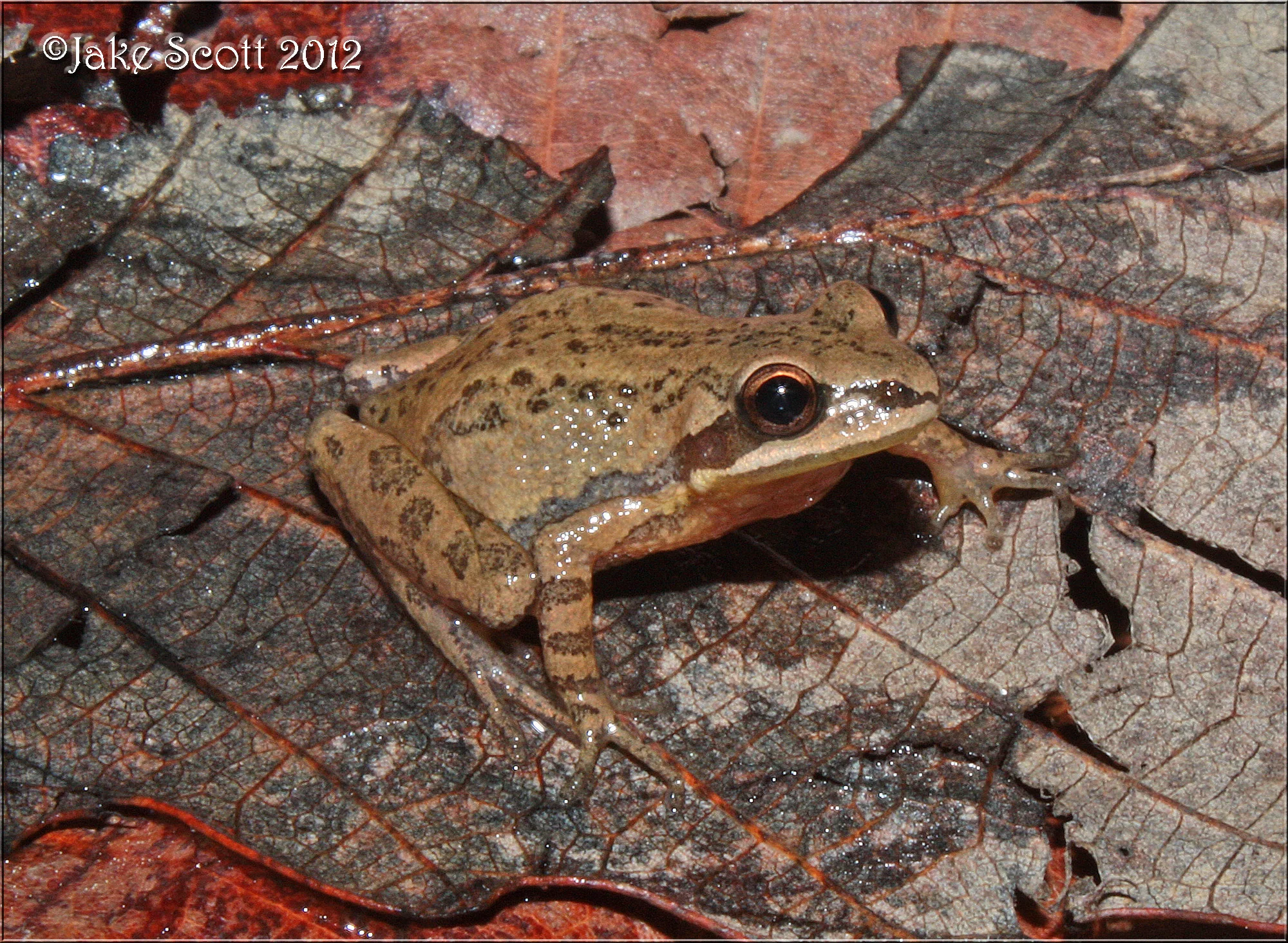 Upland Chorus Frogs (Pseudacris feriarum) were calling from a roadside ditch in northern Alabama.