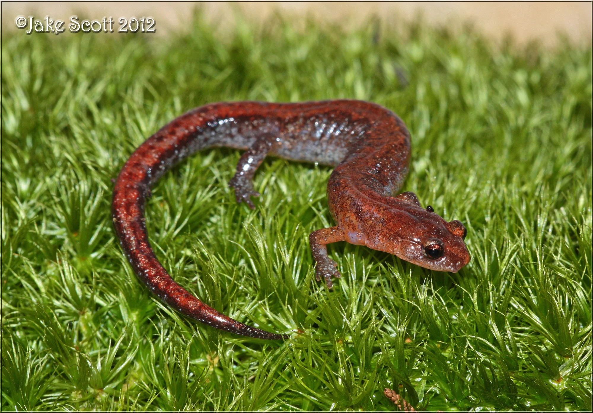 Southern Zigzag Salamander (Plethodon ventralis).