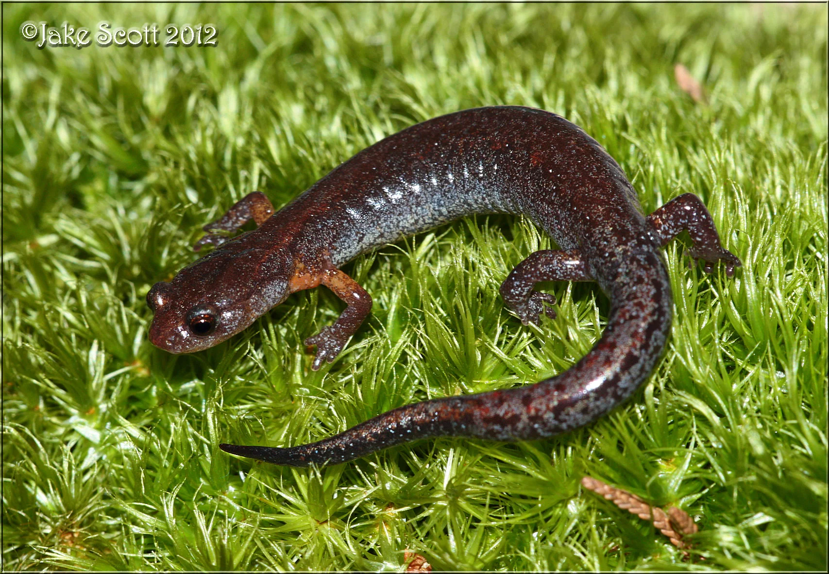 Leadback phase Southern Zigzag Salamander (Plethodon ventralis).