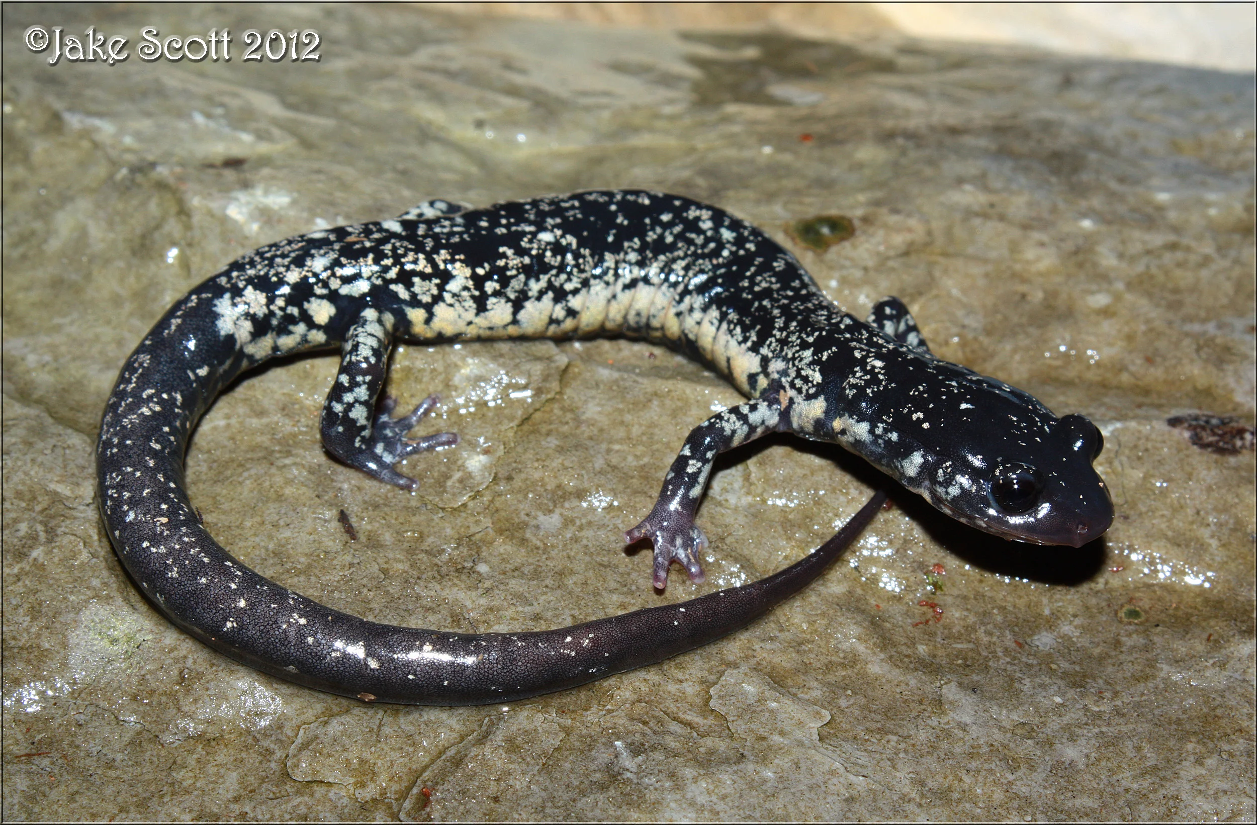 Northern Slimy Salamander (Plethodon glutinosus).