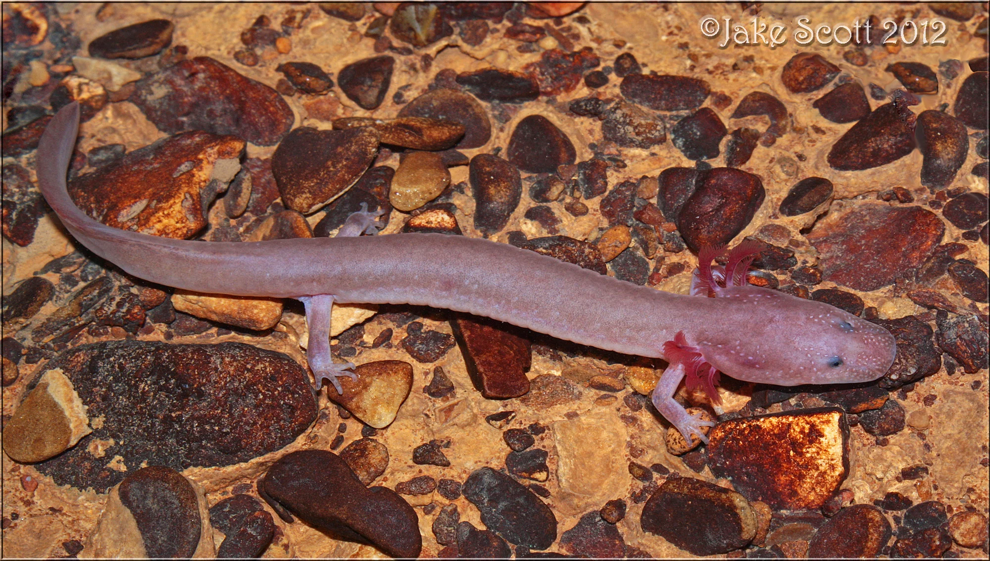 One of two Pale Cave Salamanders (Gyrinophilus palleucus palleucus) seen on this day.