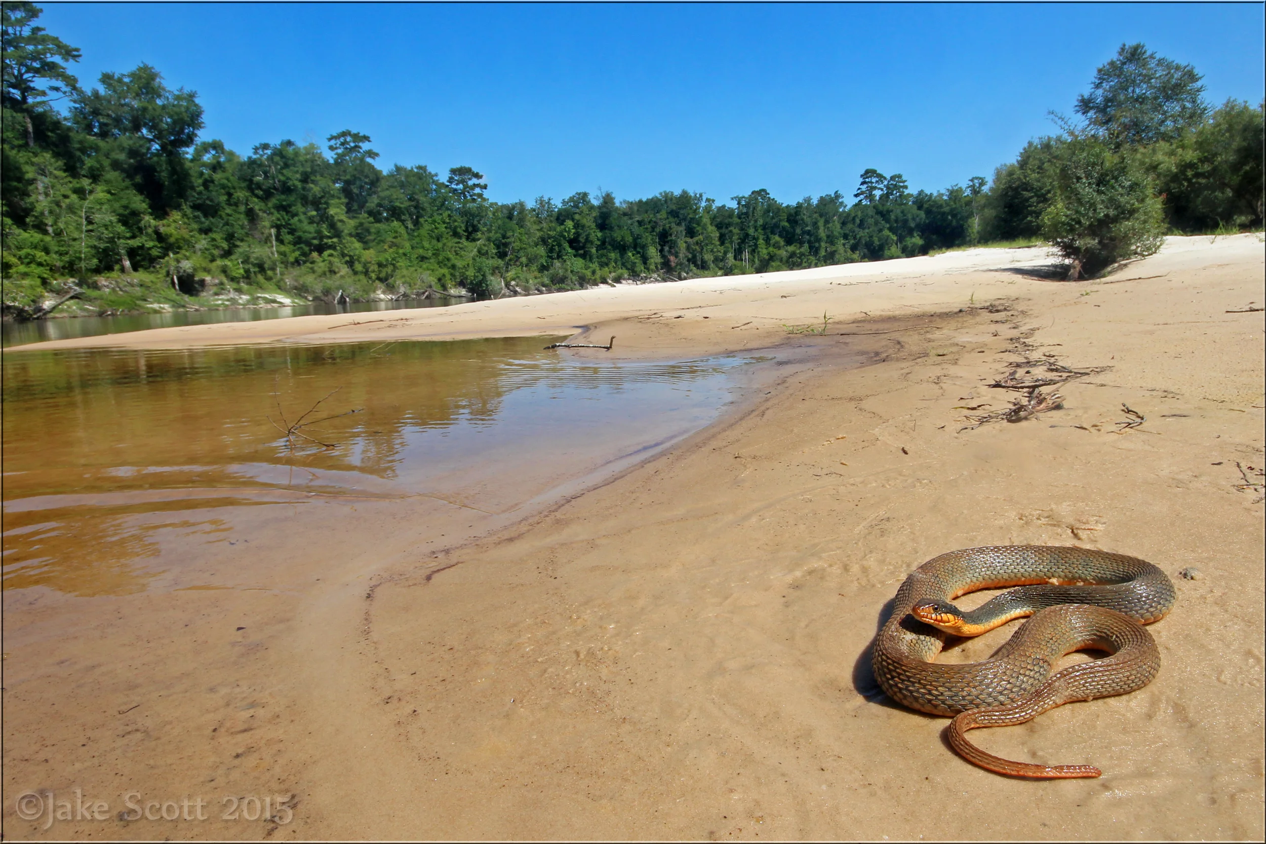 A posed shot of the Redbelly Watersnake (Nerodia erythrogaster erythrogaster) along the river.
