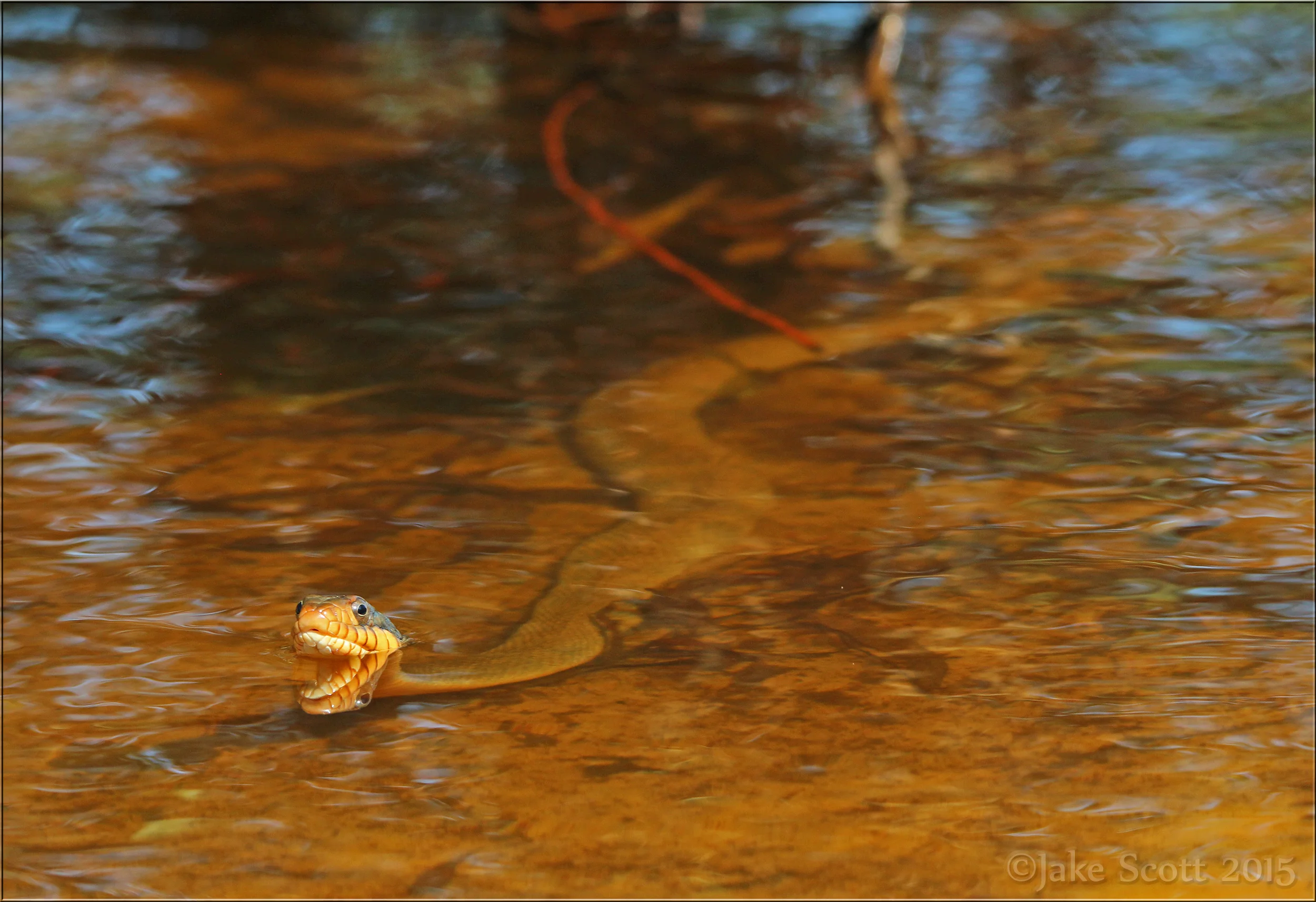 In-situ Redbelly Watersnake (Nerodia erythrogaster erythrogaster).