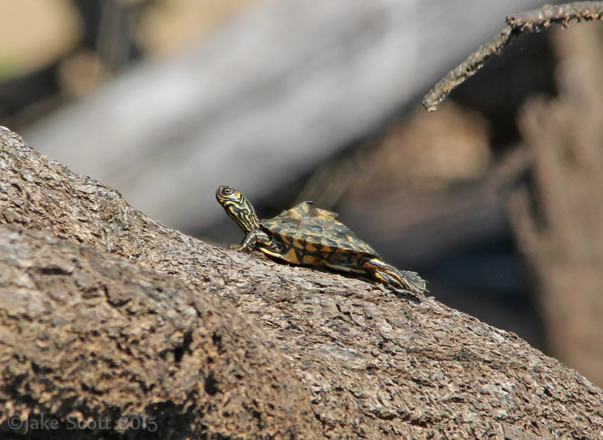 Juvenile Barbour's Map Turtle (Graptemys barbouri)
