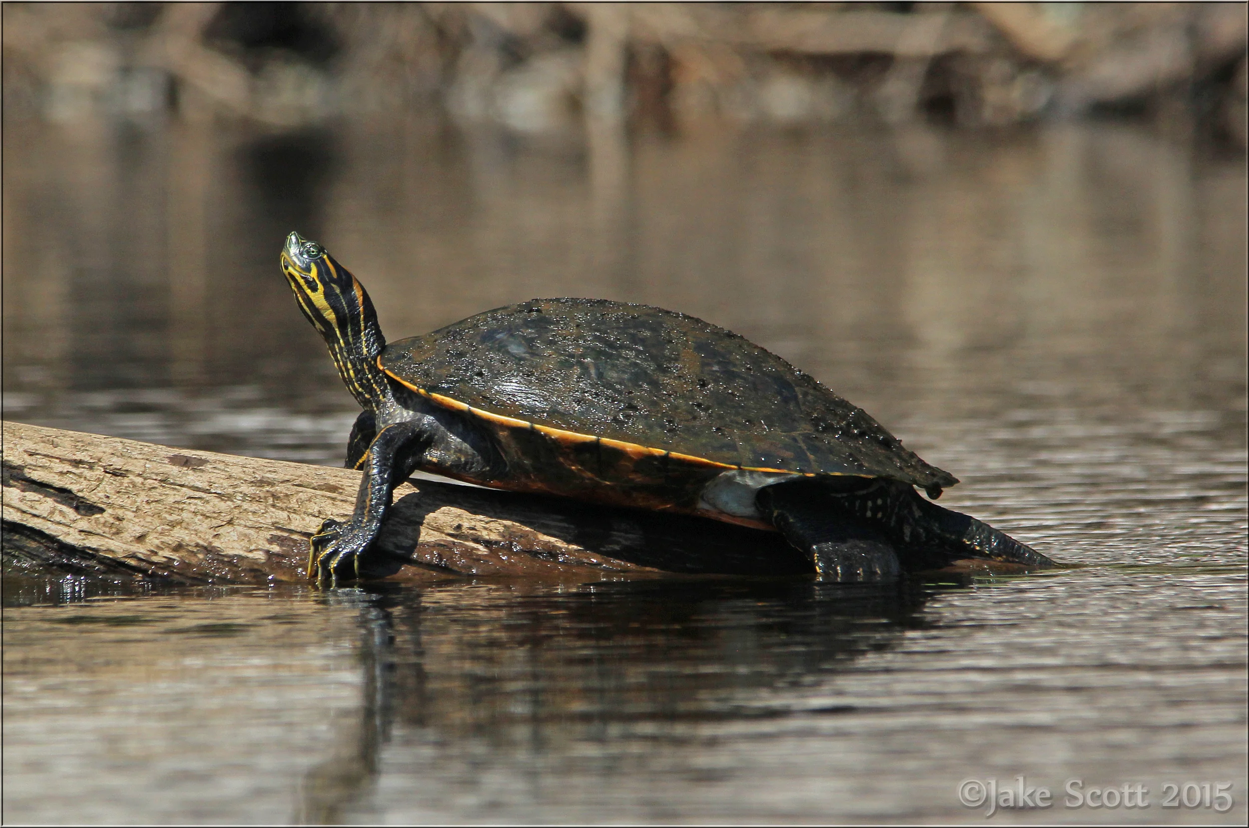 Suwannee River Cooter (Pseudemys concinna suwanniensis)
