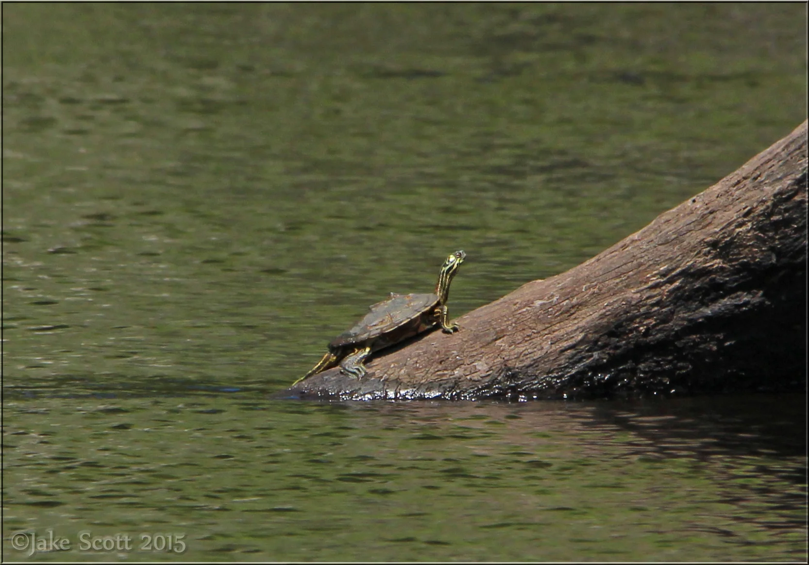 Adult male Barbour's Map Turtle (Graptemys barbouri).
