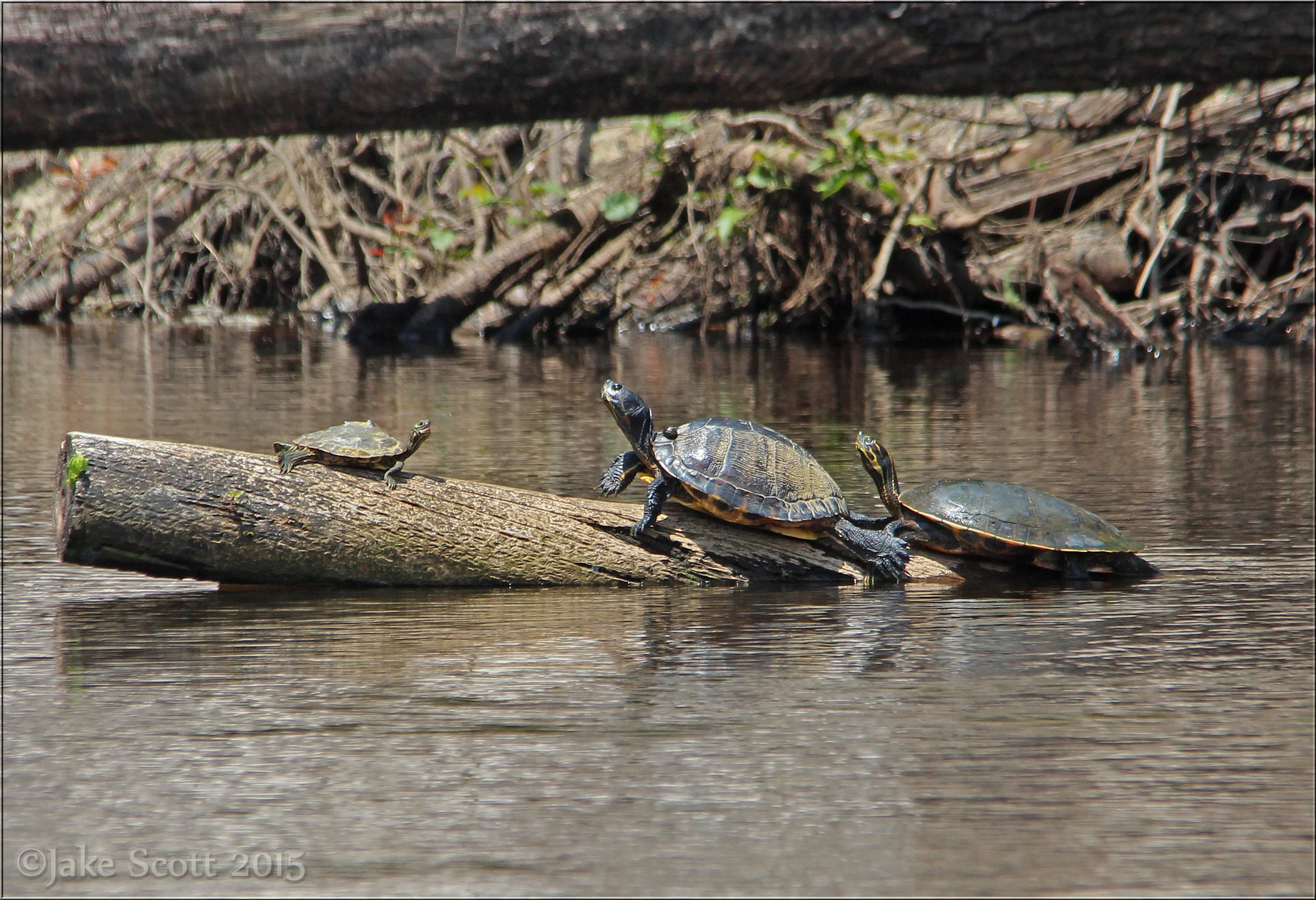 Left: Barbour's Map Turtle (Graptemys barbouri); Middle: Yellow-bellied Slider (Trachemys scripta scripta); Right: Suwannee River Cooter (Pseudemys concinna suwanniensis)