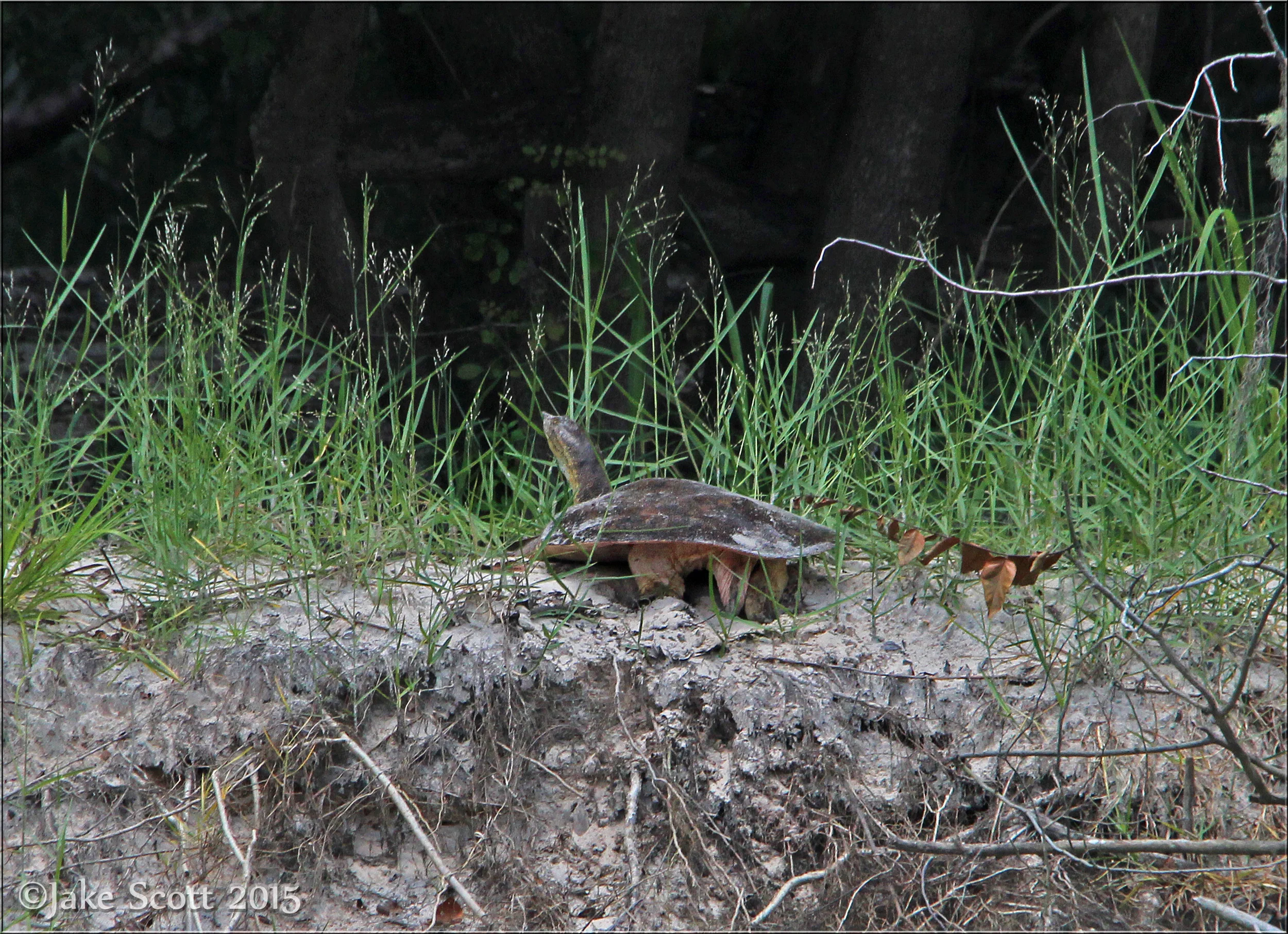 Gulf Coast Spiny Softshell Turtle (Apalone spinifera aspera) egg laying.