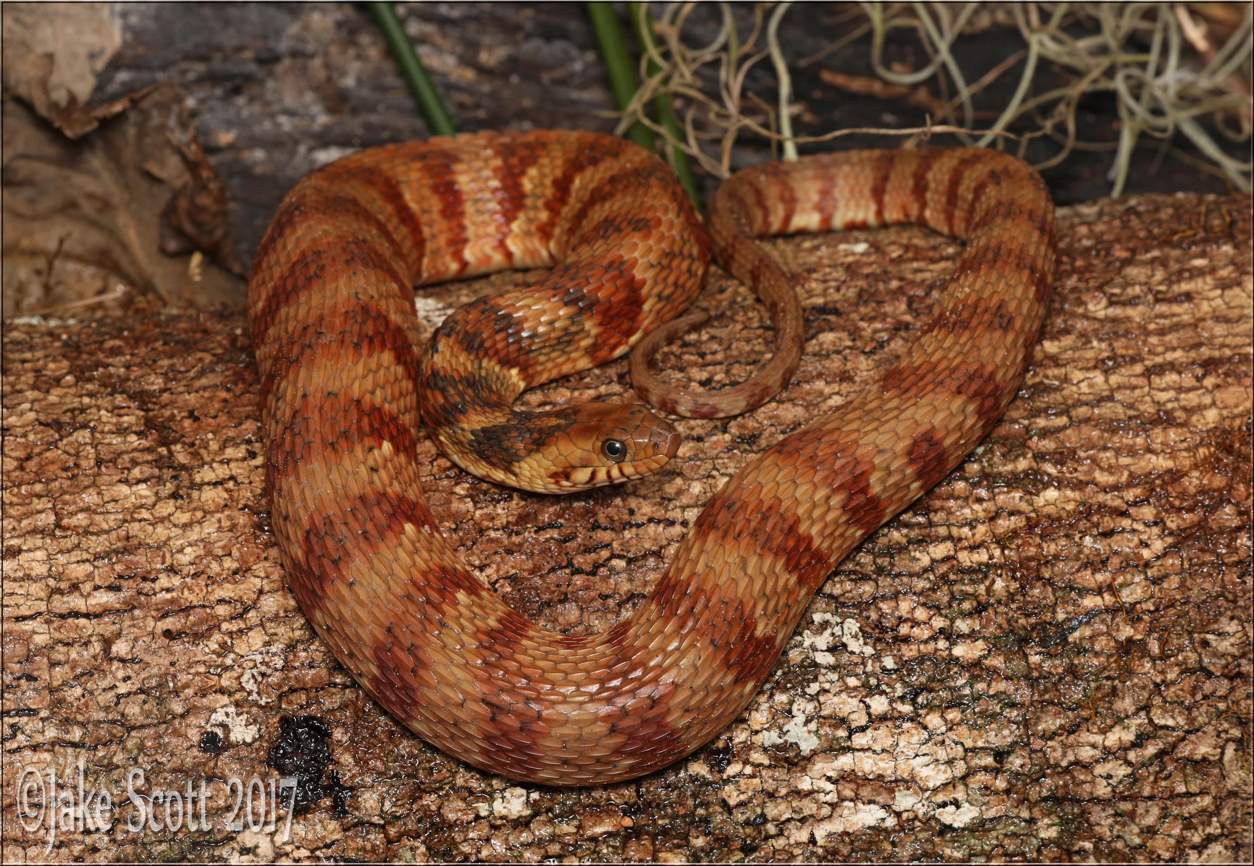 Florida Watersnake (Nerodia fasciata pictiventris)