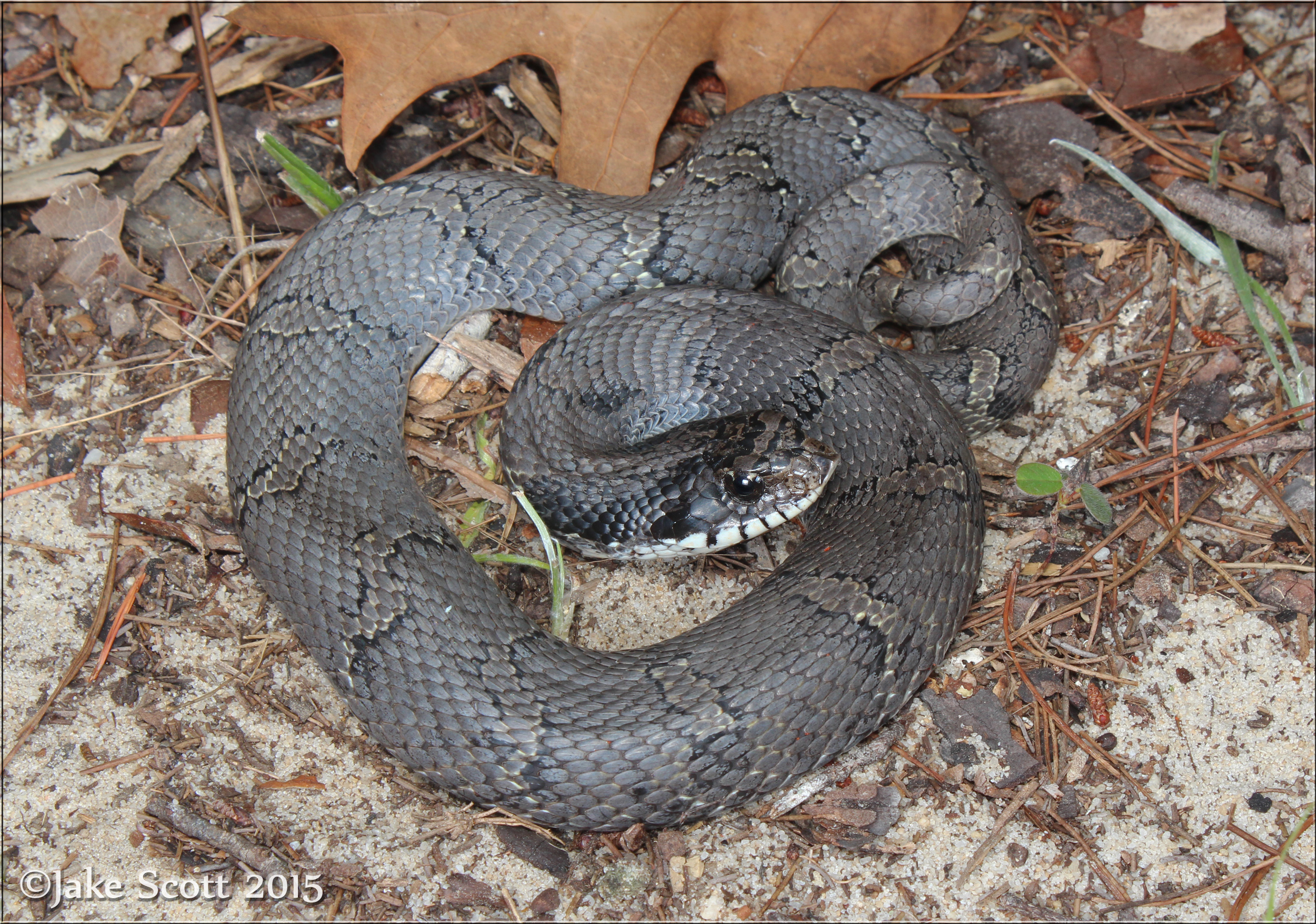 heterodon platirhinos, black phase, playing dead, cumberla…