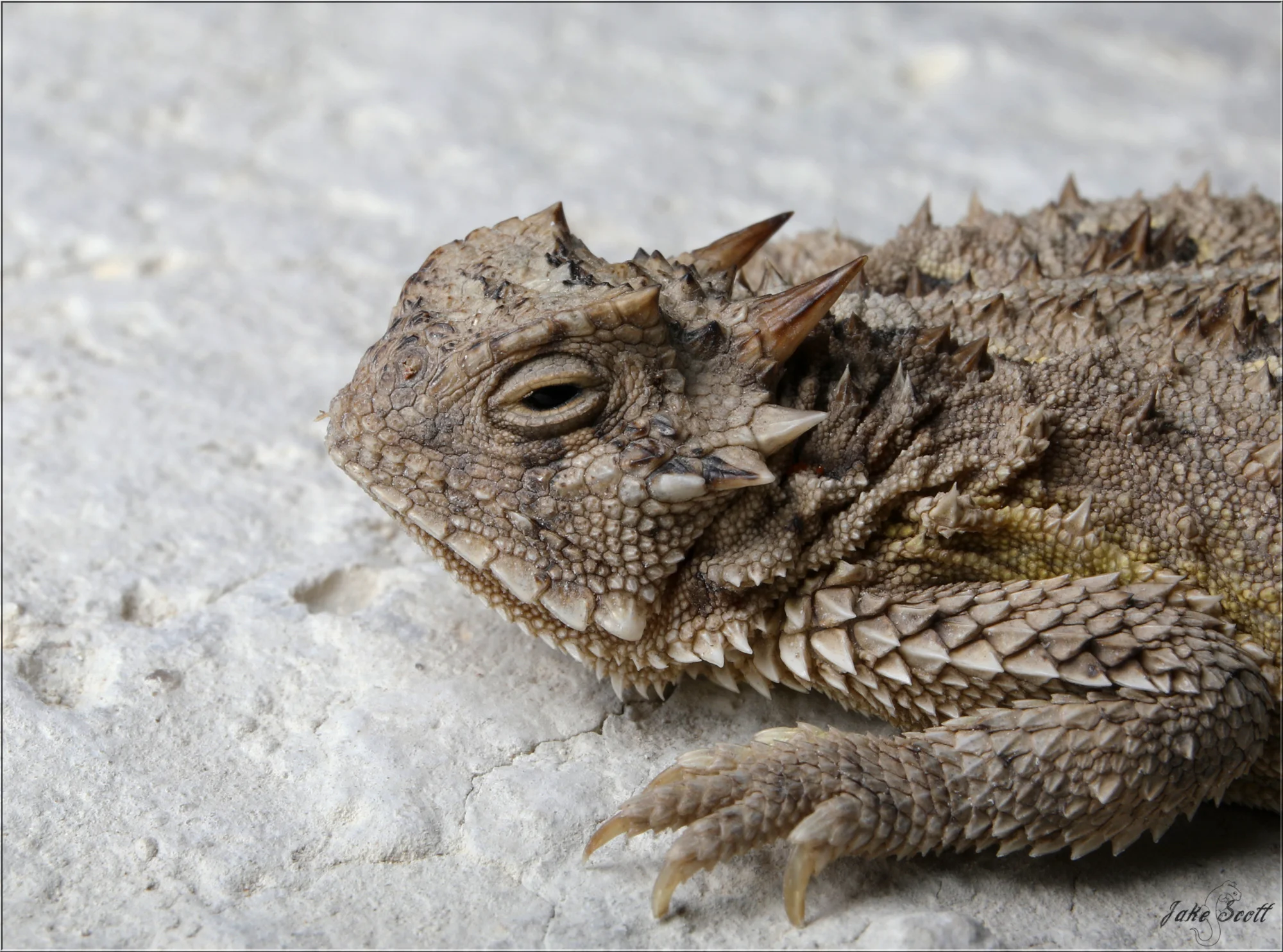 Texas Horned Lizard (Phrynosoma cornutum)