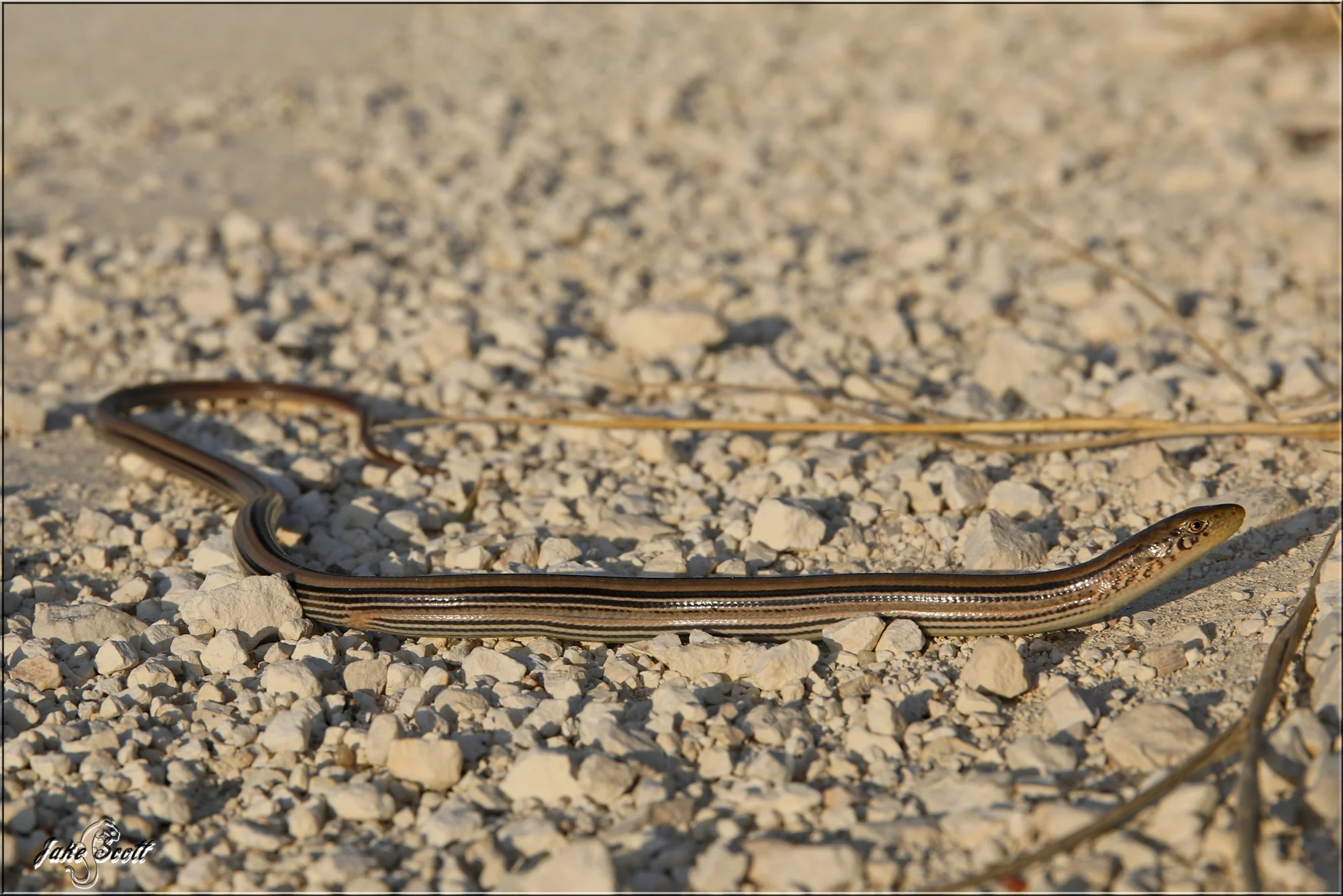 Western Slender Glass Lizard (Ophisaurus attenuatus attenuatus)