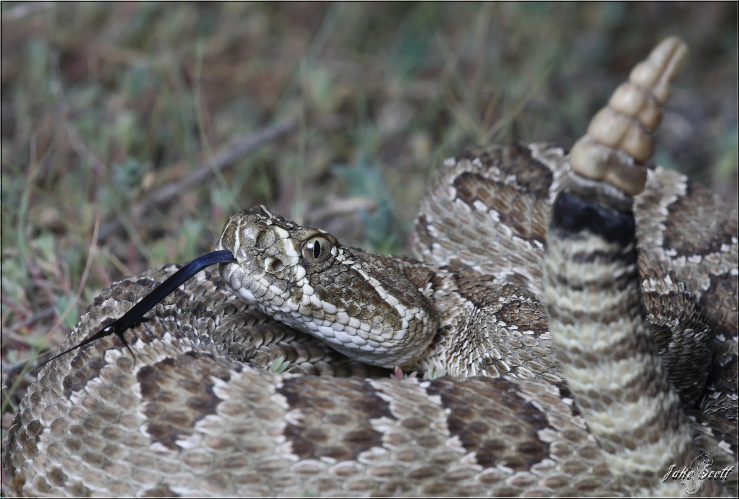 Close-up of a Prairie Rattlesnake (Crotalus viridis)