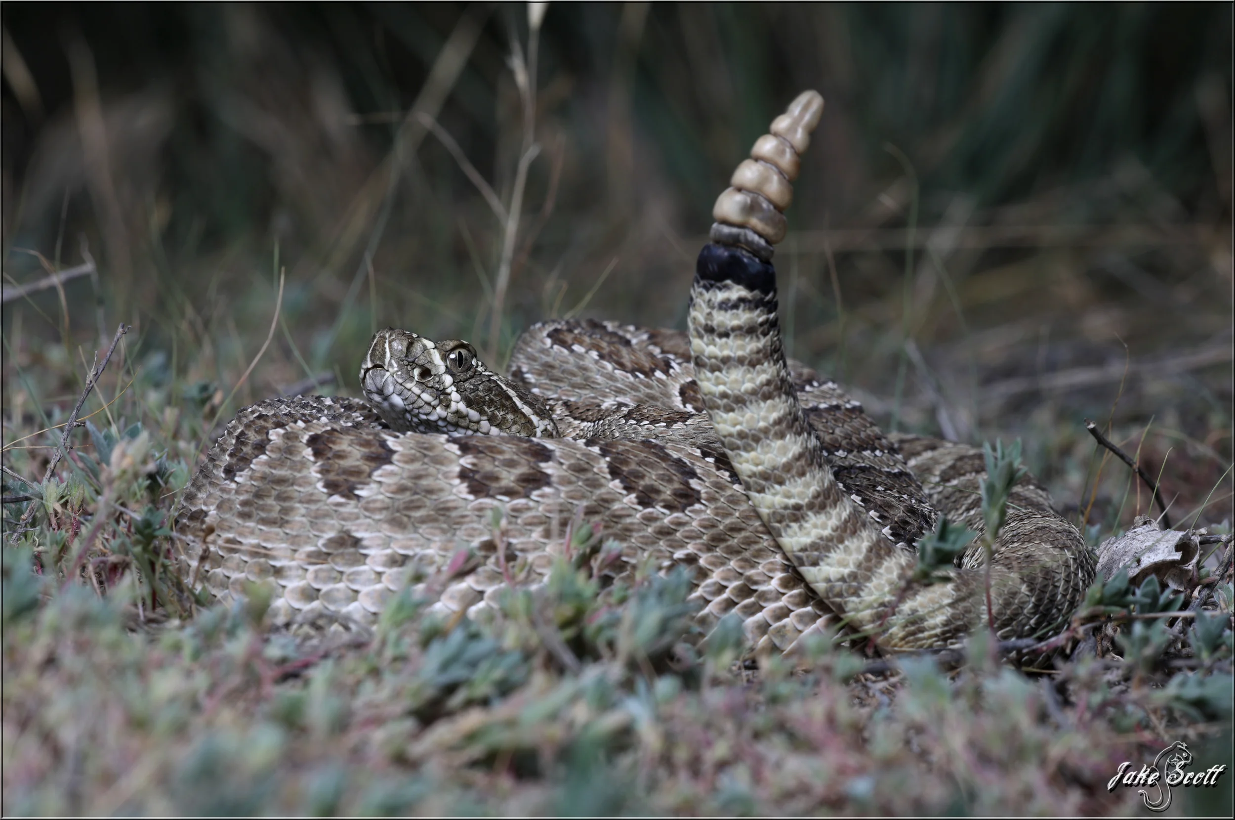 Prairie Rattlesnake (Crotalus viridis)