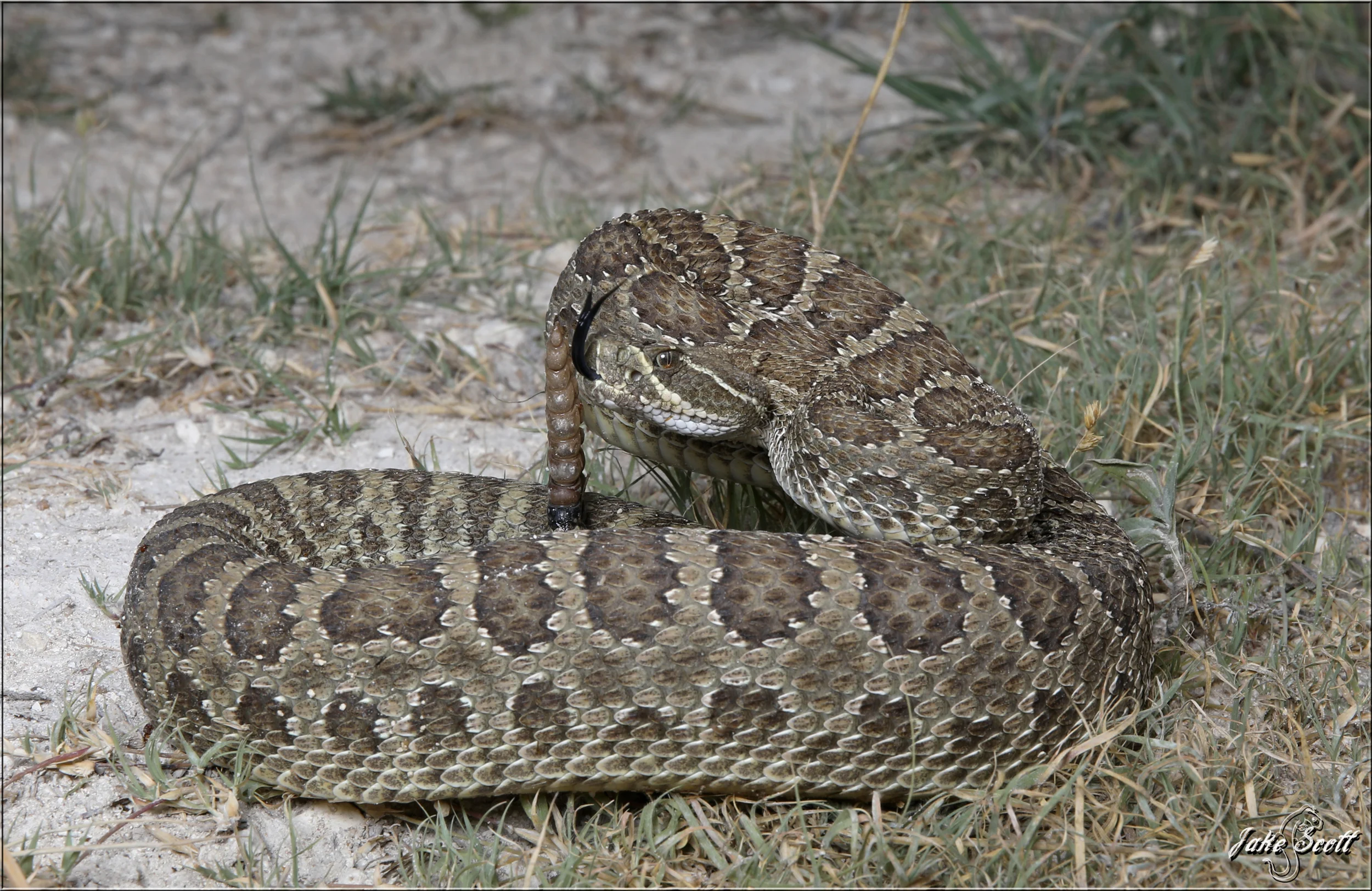 A happy adult Prairie Rattlesnake (Crotalus viridis) that was crossing at sunset while temperatures were in the mid 60s.