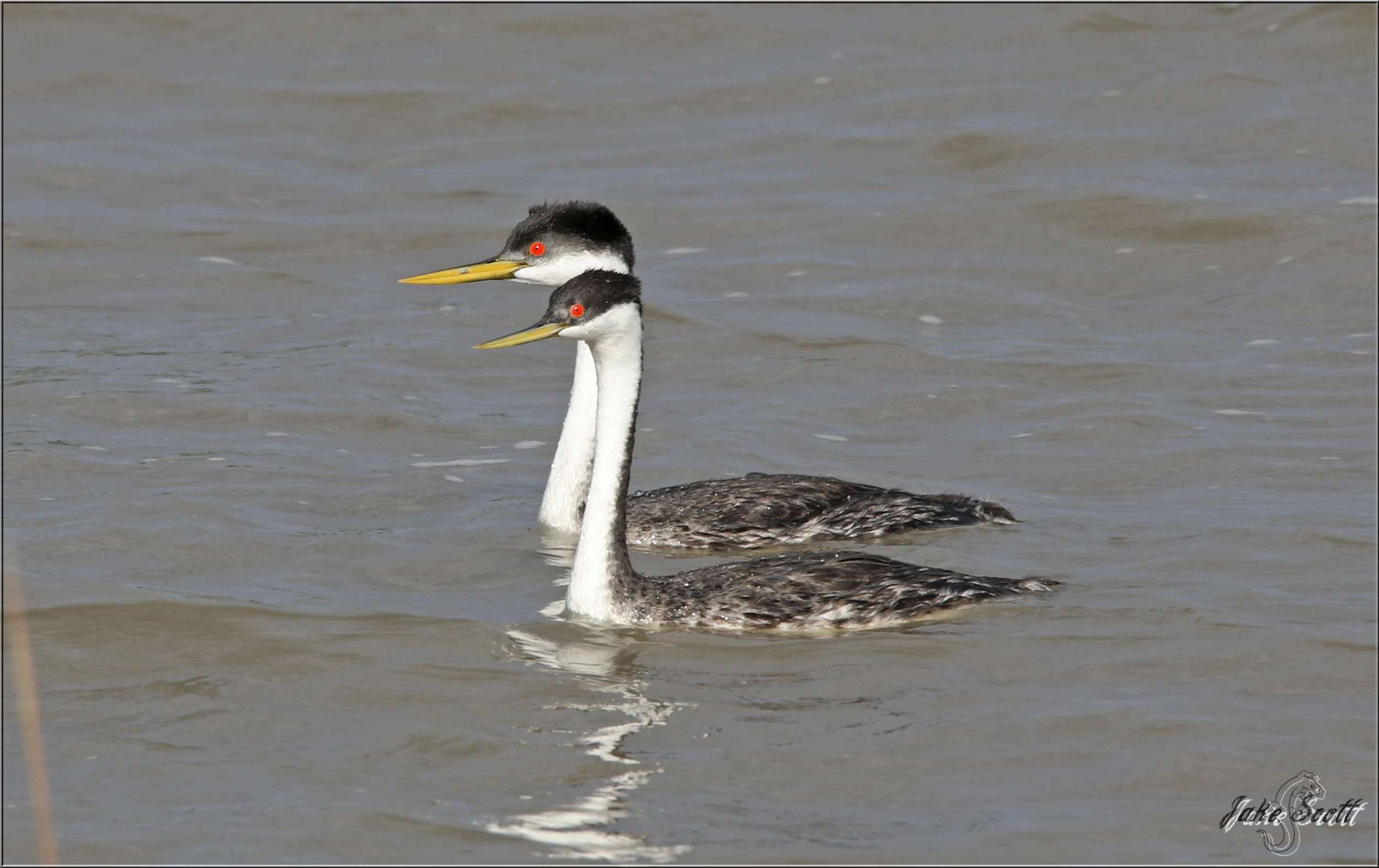 Western Grebes (Aechmophorus occidentalis)