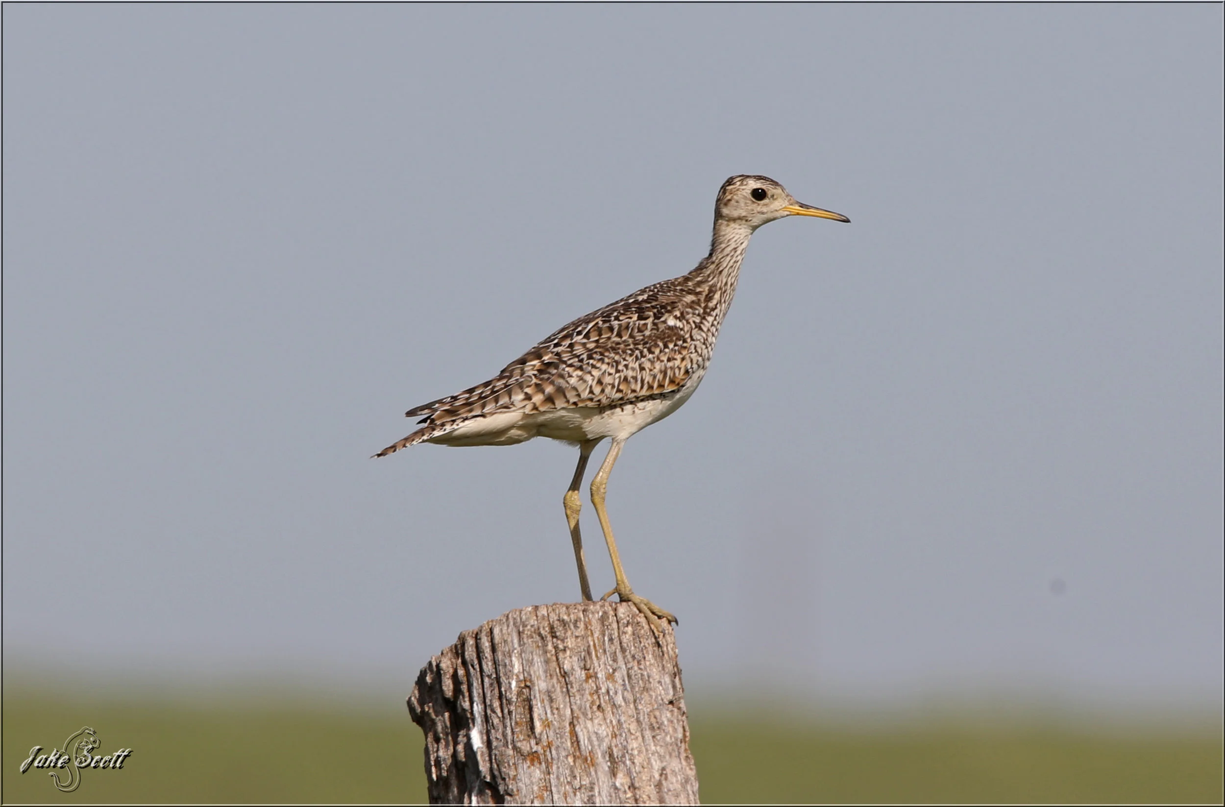 Upland Sandpiper (Bartramia longicauda) on an old fence post.
