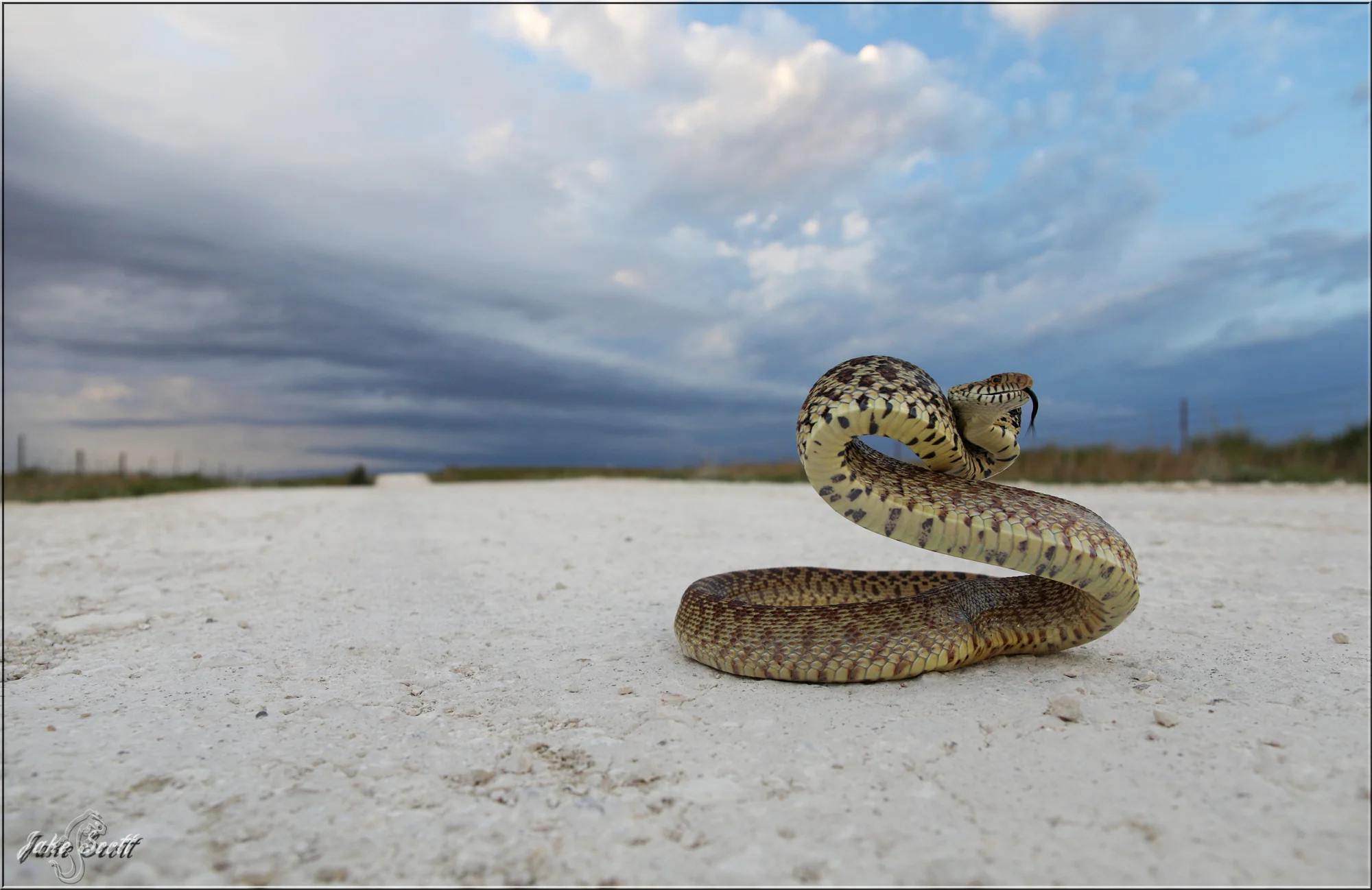 Bullsnake (Pituophis catenifer sayi) in its element.
