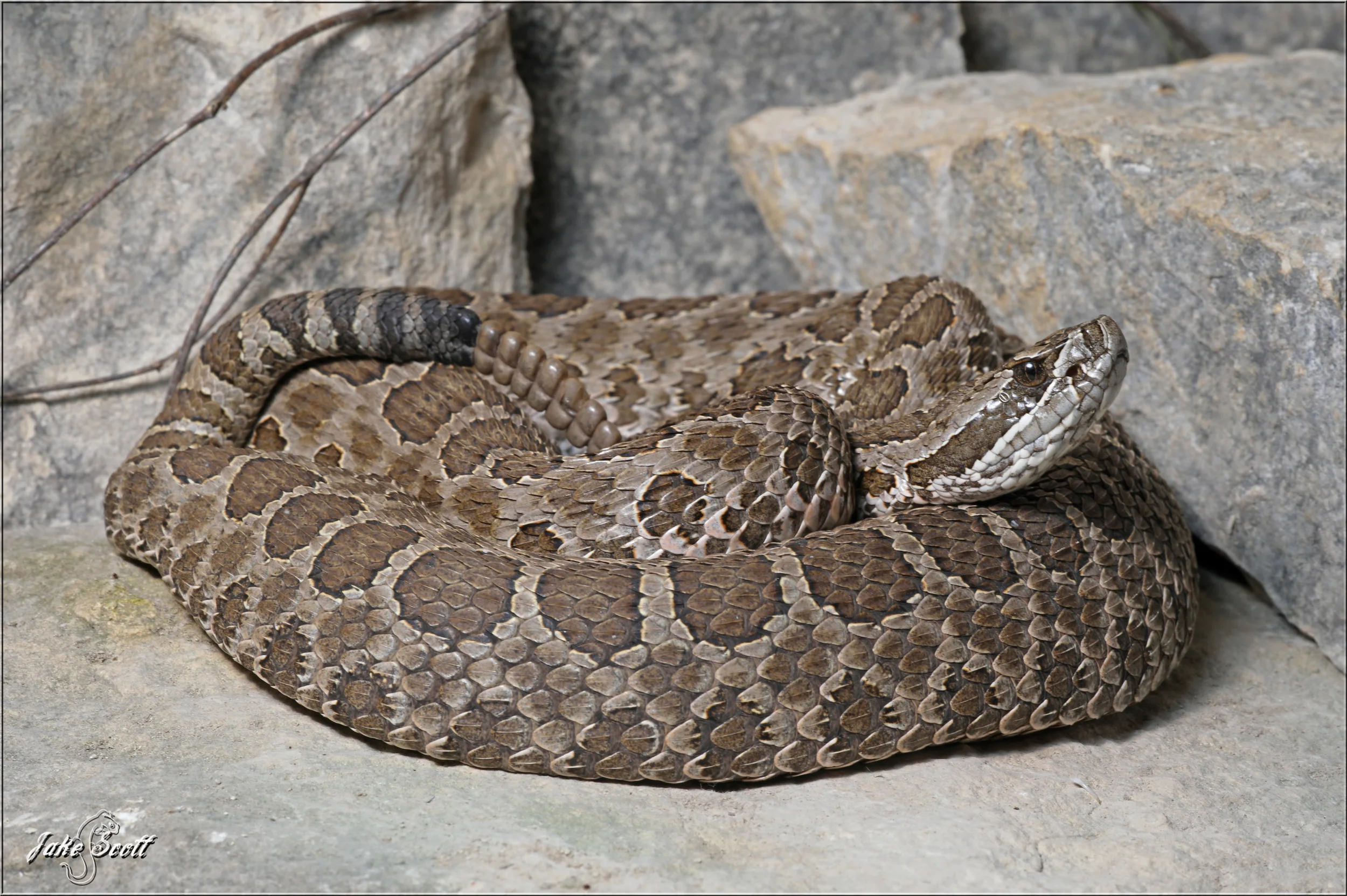 Western Massasauga (Sistrurus catenatus tergeminus)