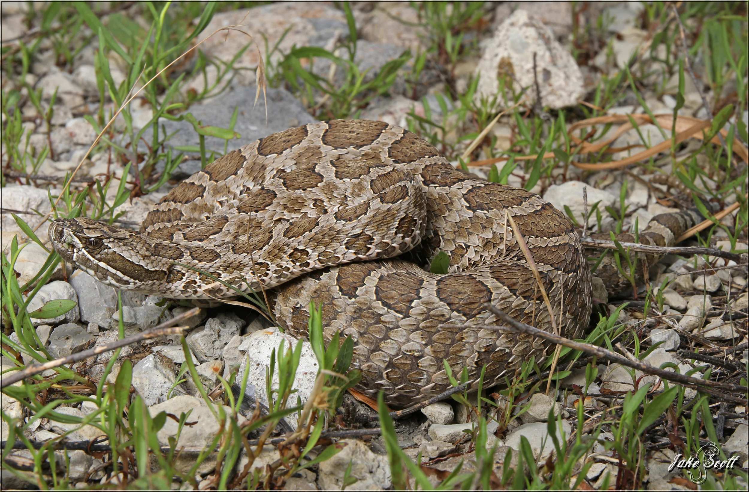 Western Massasauga (Sistrurus catenatus tergeminus)