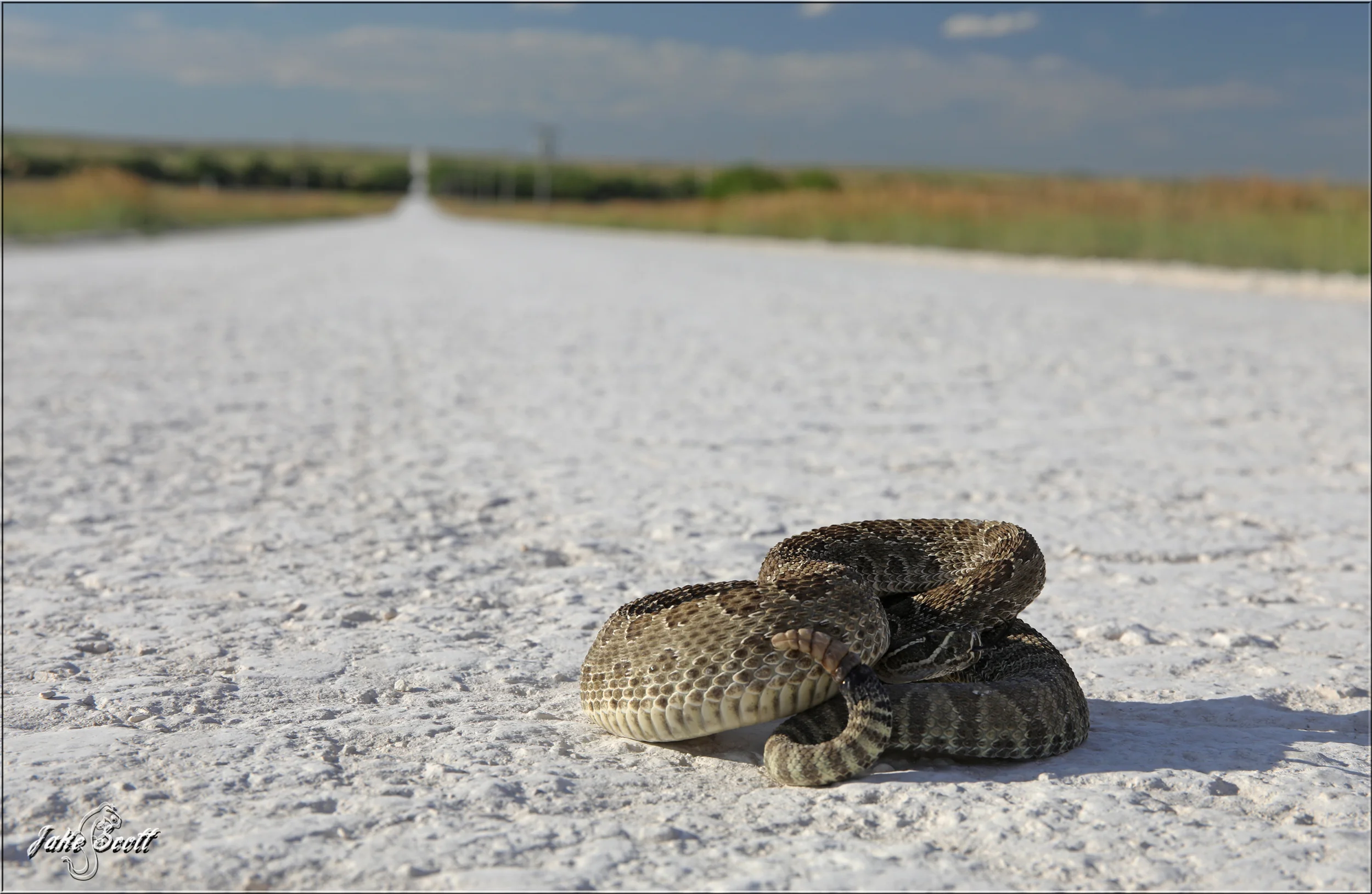 A Prairie Rattlesnake (Crotalus viridis) basking on a chalky road.