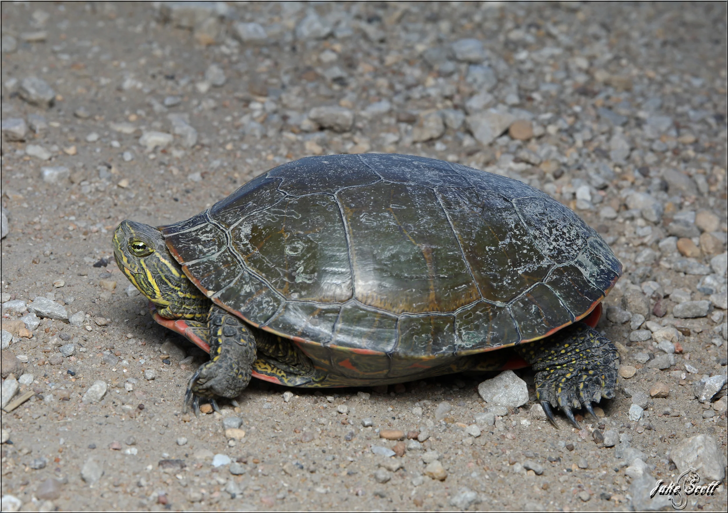 Western Painted Turtle (Chrysemys picta bellii)