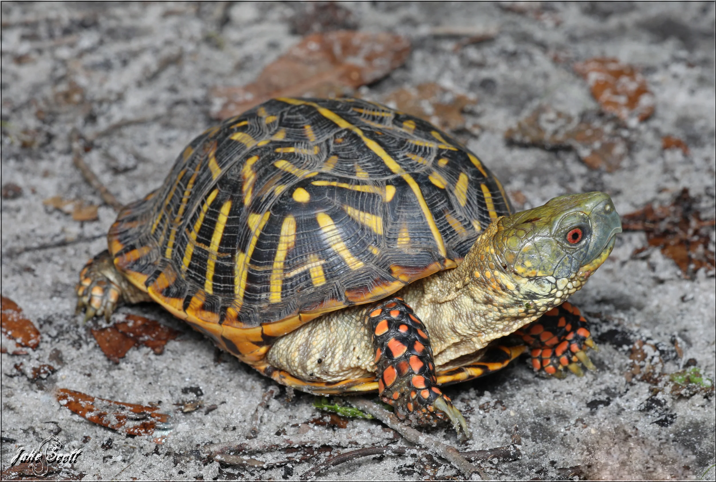 Ornate Box Turtle (Terrapene ornata ornata)