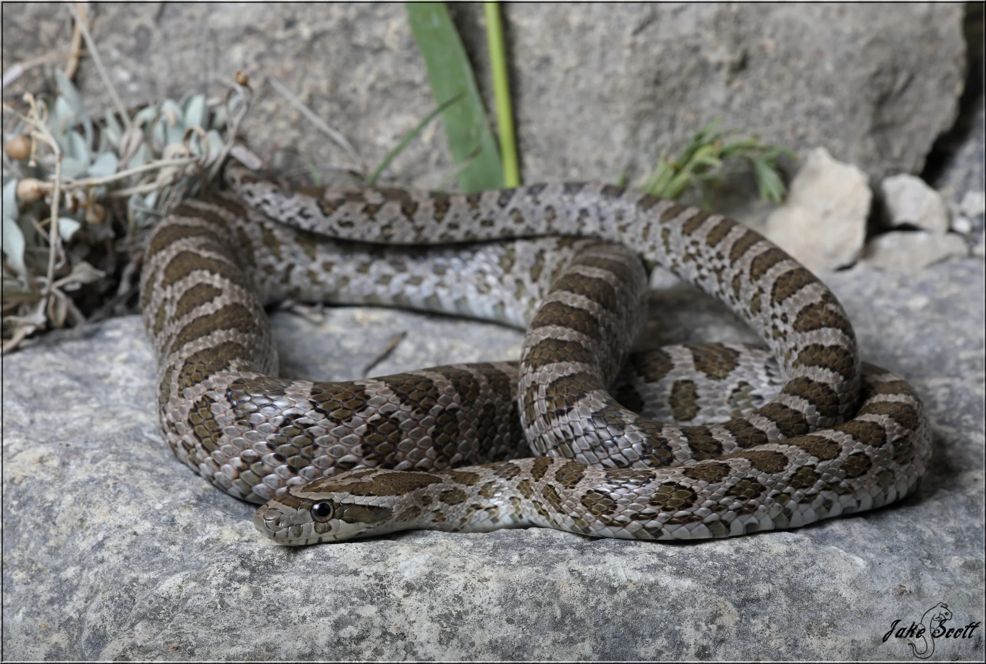 Emory's Ratsnake (Pantherophis emoryi)