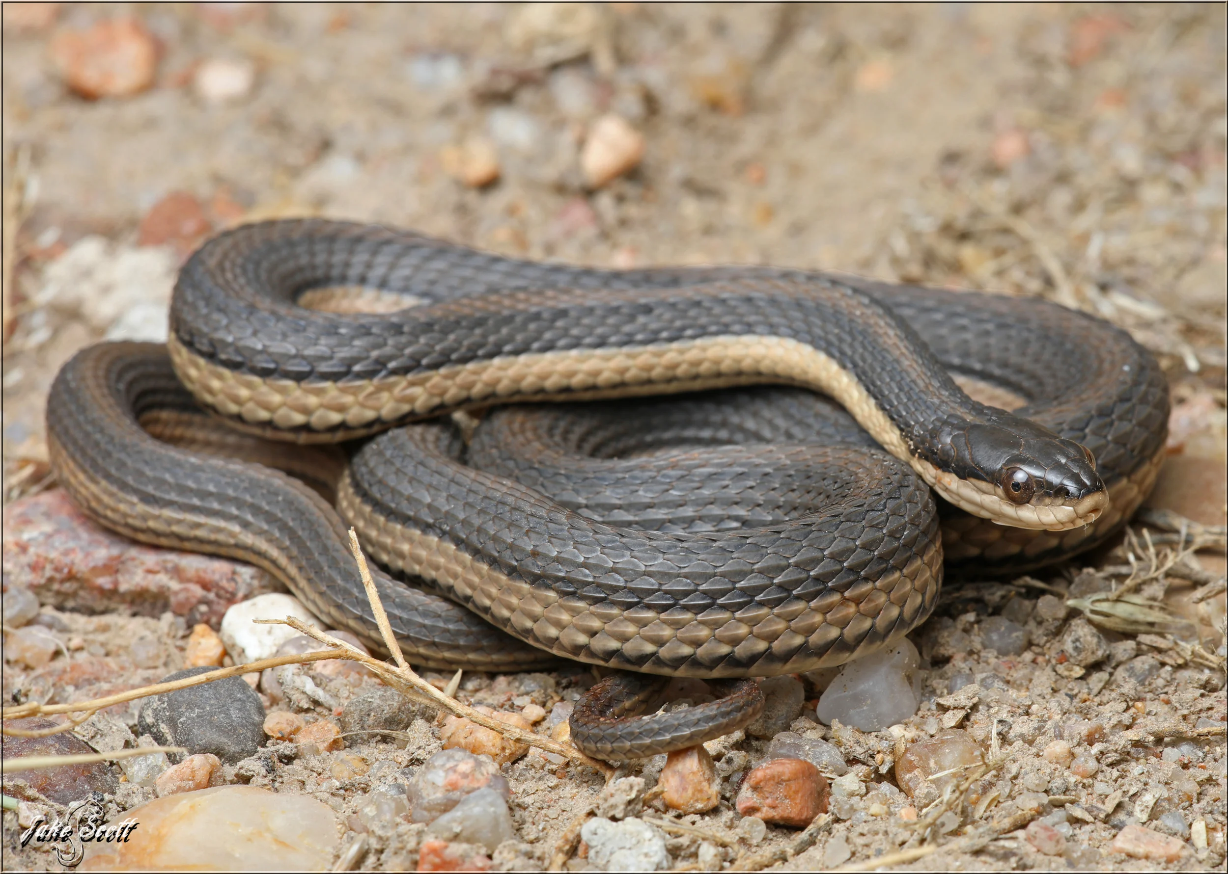 Graham's Crayfish Snake (Regina grahamii)