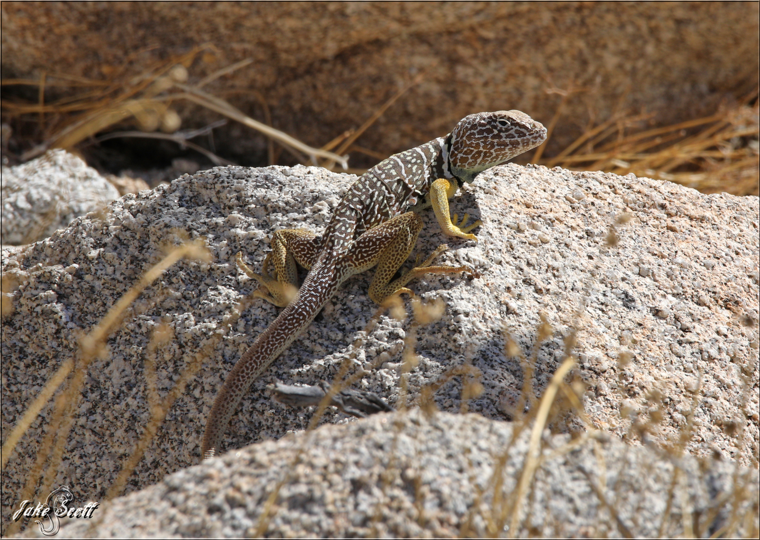 Baja Black-collared Lizard (Crotaphytus vestigium)