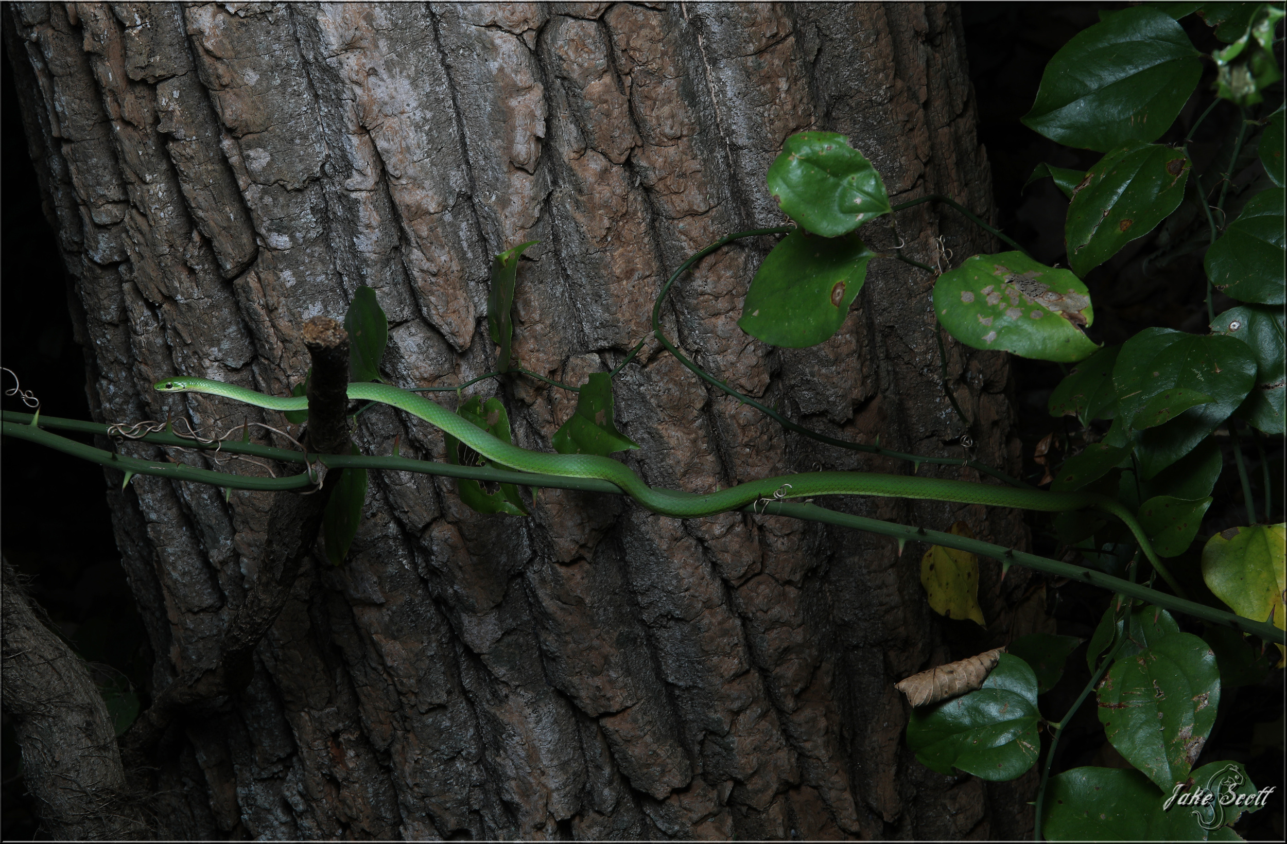 Rough Green Snake (Opheodrys aestivus).jpg