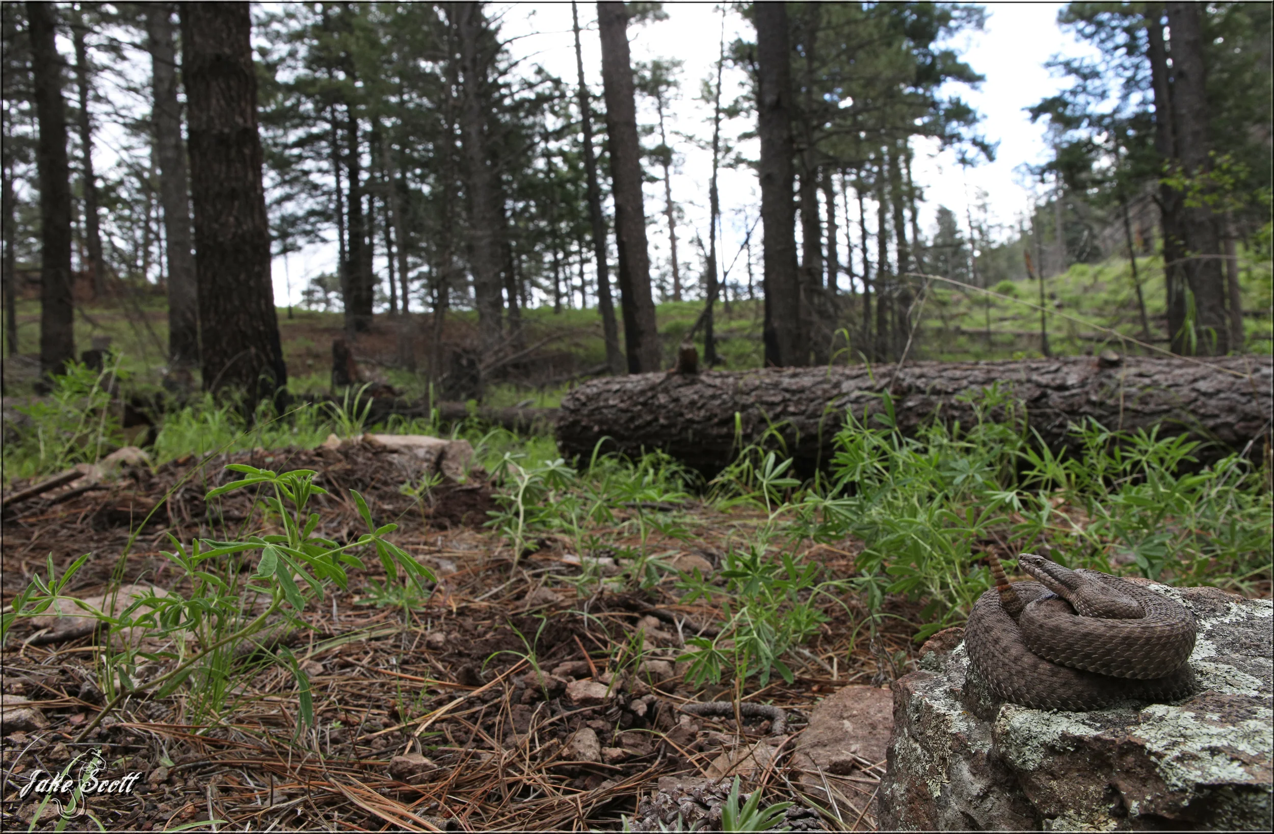 Blog — Jake Scott Nature Shots