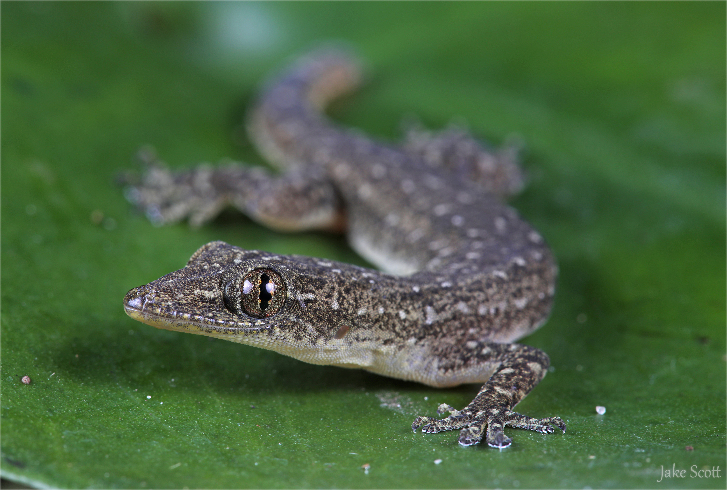 Indo-Pacific Gecko (Hemidactylus garnotii)