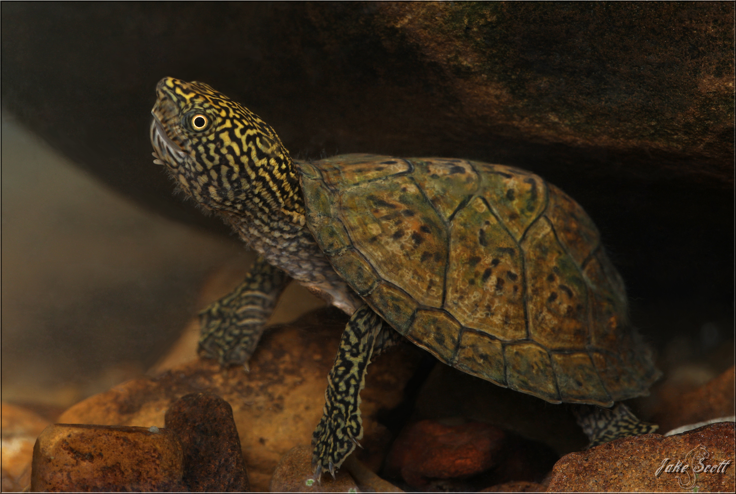 Flattened Musk Turtle (Sternotherus depressus)