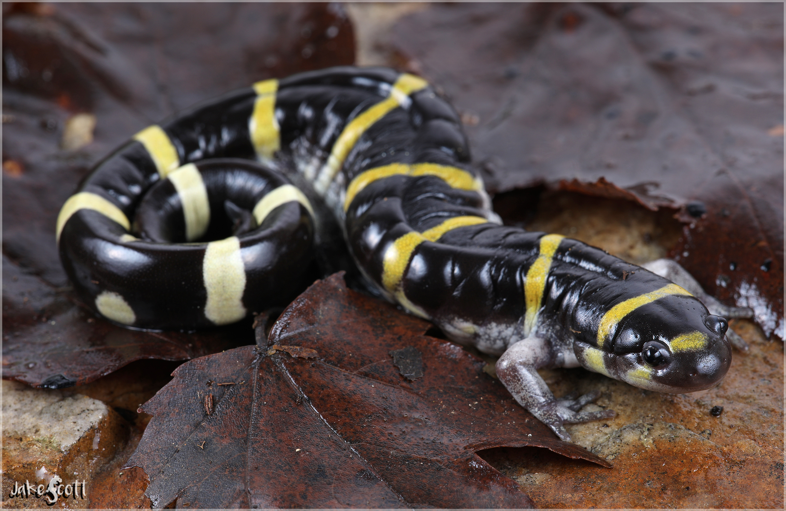 Ringed Salamander (Ambystoma annulatum)