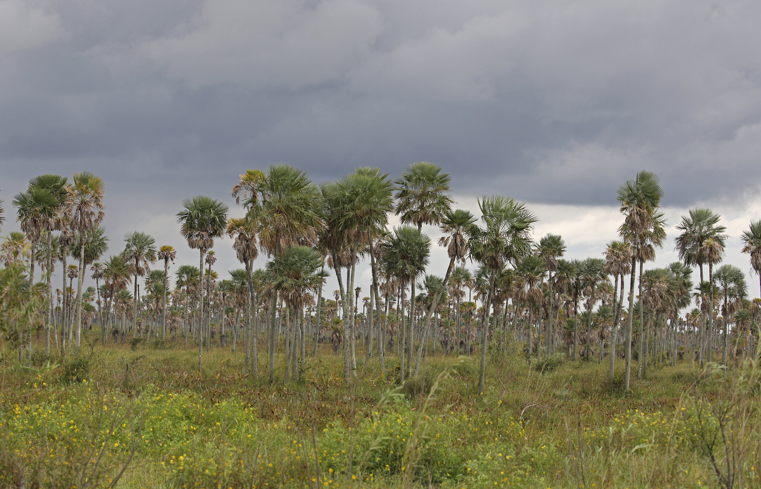  A stand of Caranday Palms in the Wet Chaco of Paraguay. 