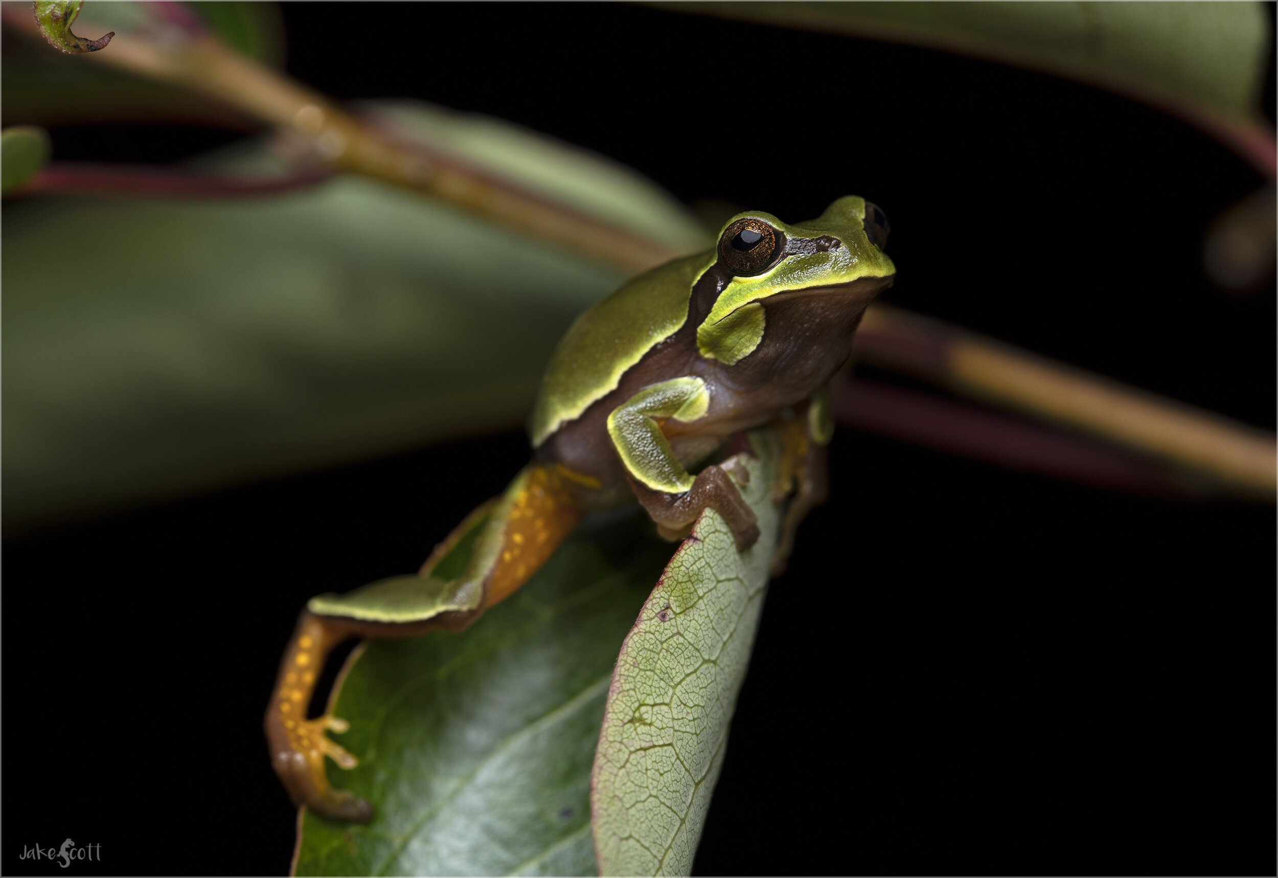 Pine Barrens Treefrog (Hyla andersonii)