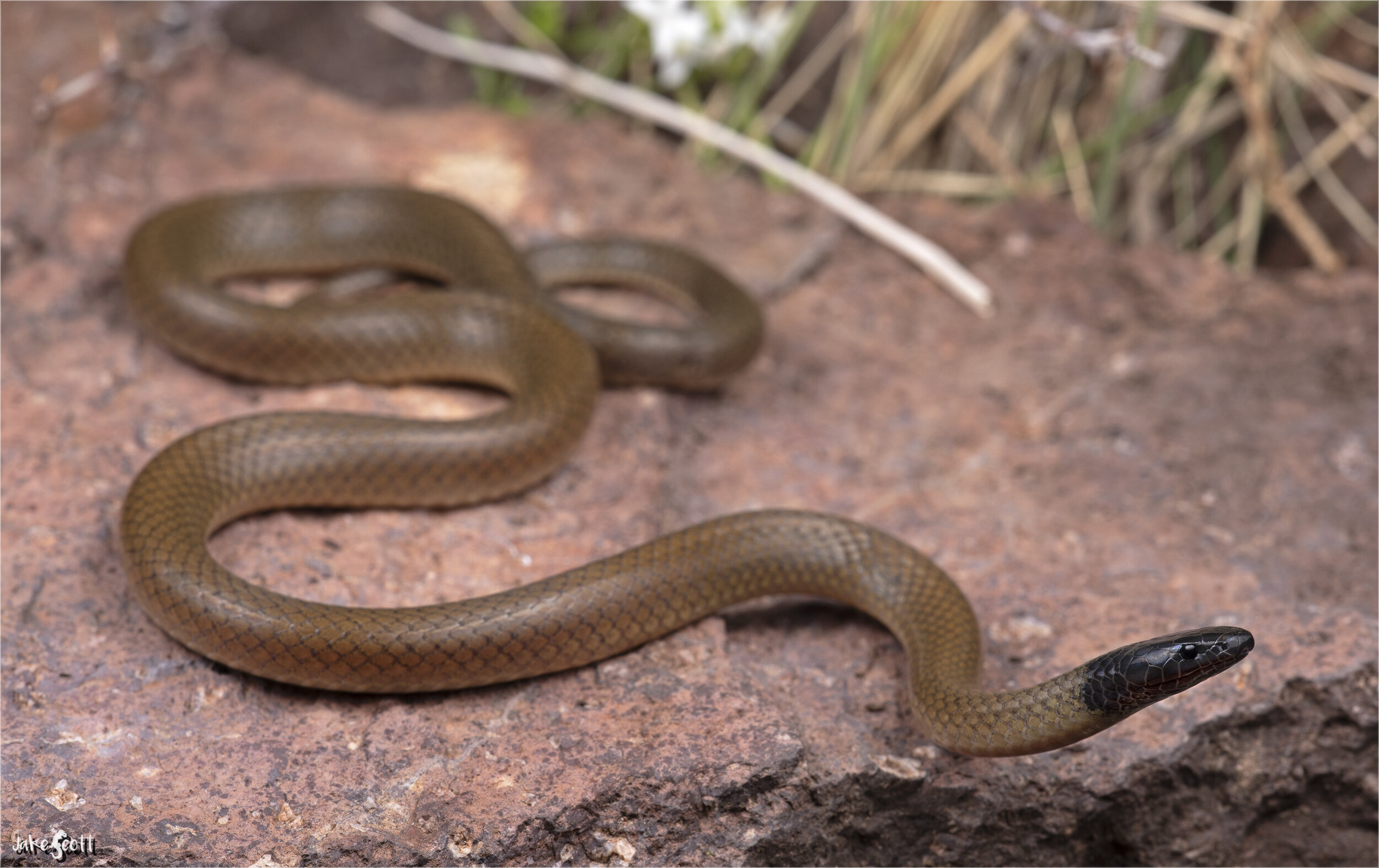 Trans-Pecos Black-headed Snake (Tantilla cucullata)