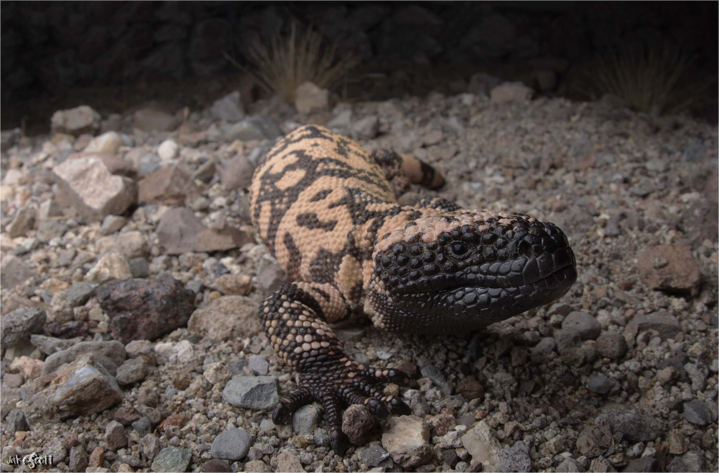 Reticulate Gila Monster (Heloderma s. suspectum)