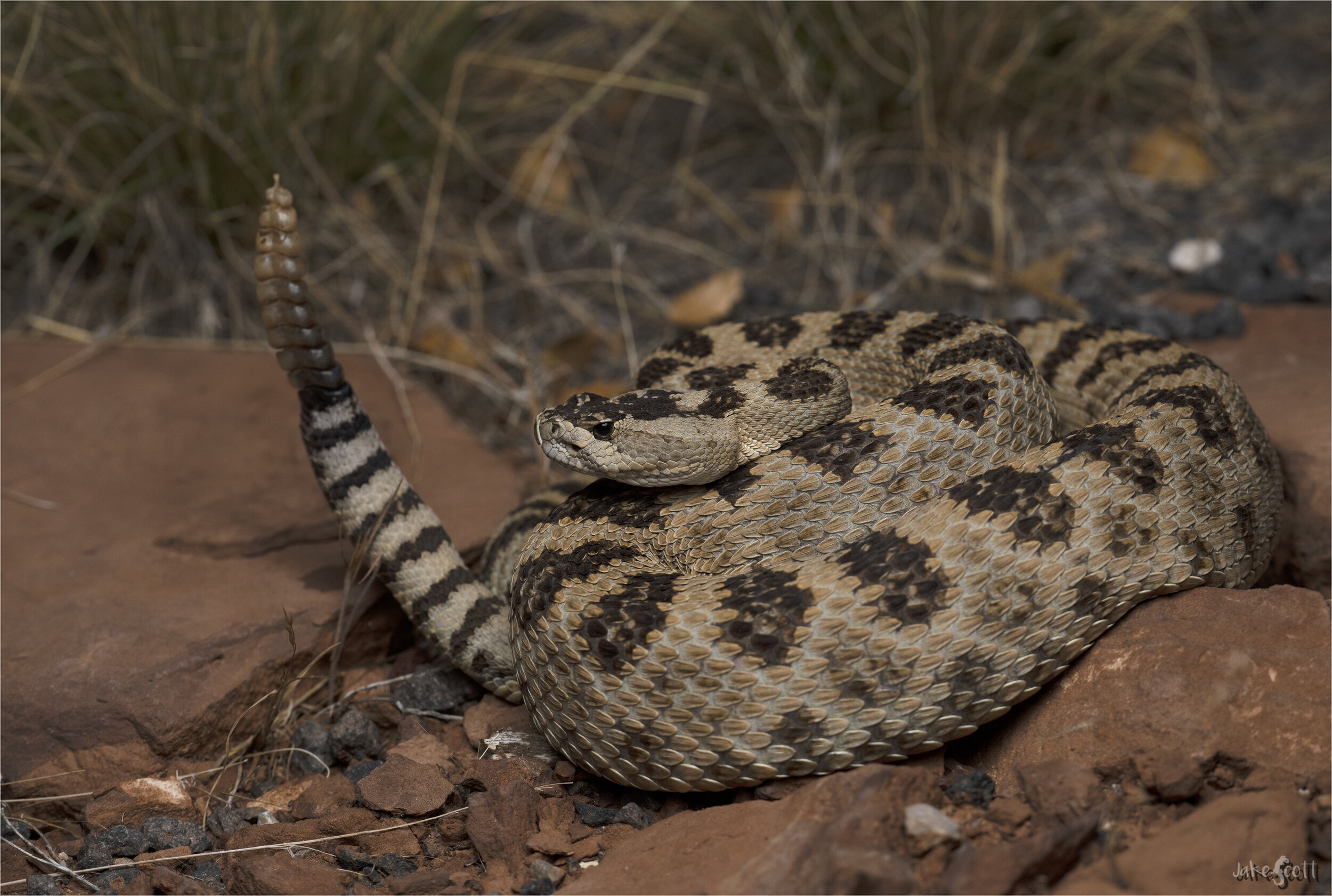 Great Basin Rattlesnake (Crotalus oreganus lutosus)