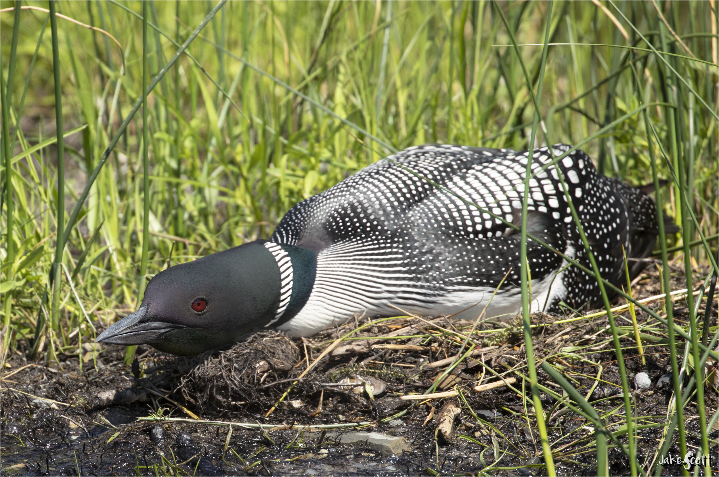 Common Loon (Gavia immer) on eggs