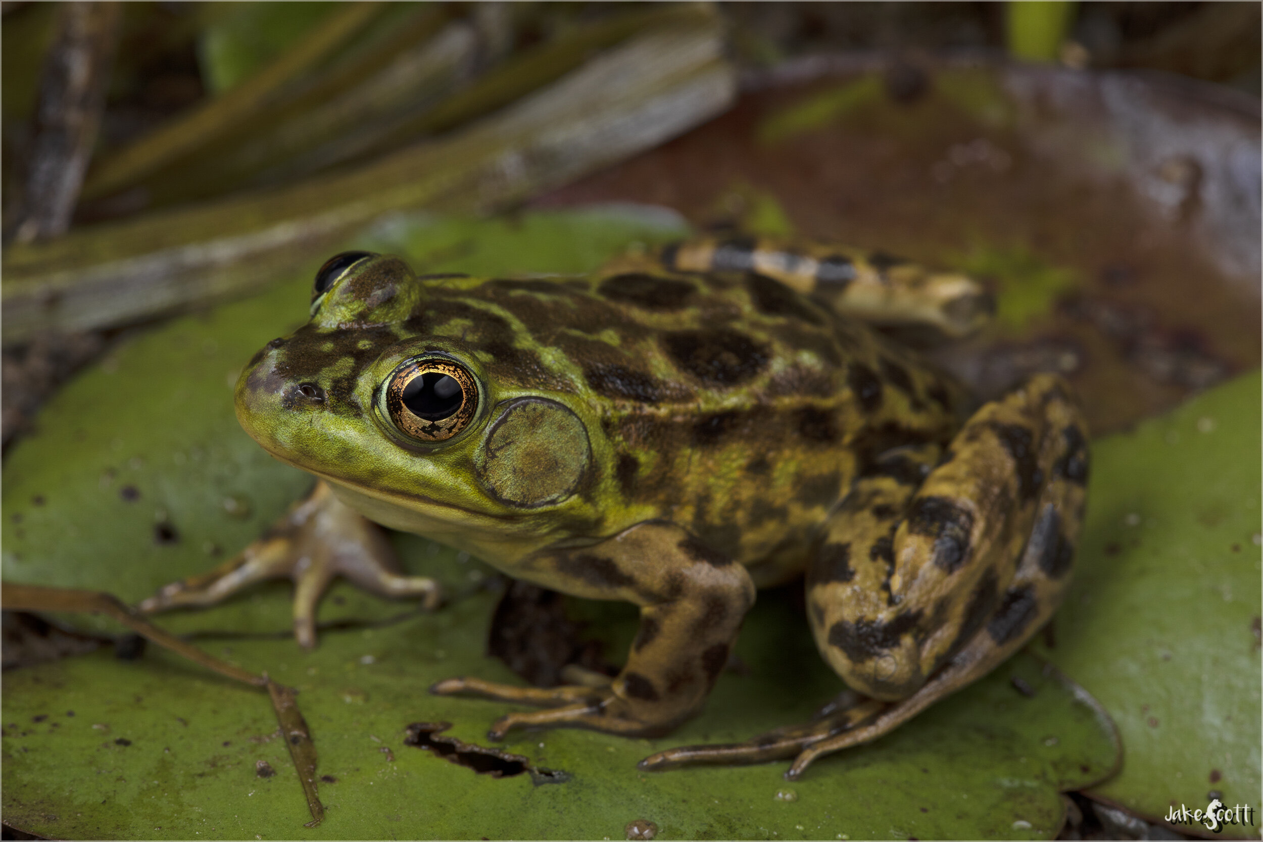 Mink Frog (Lithobates septentrionalis)