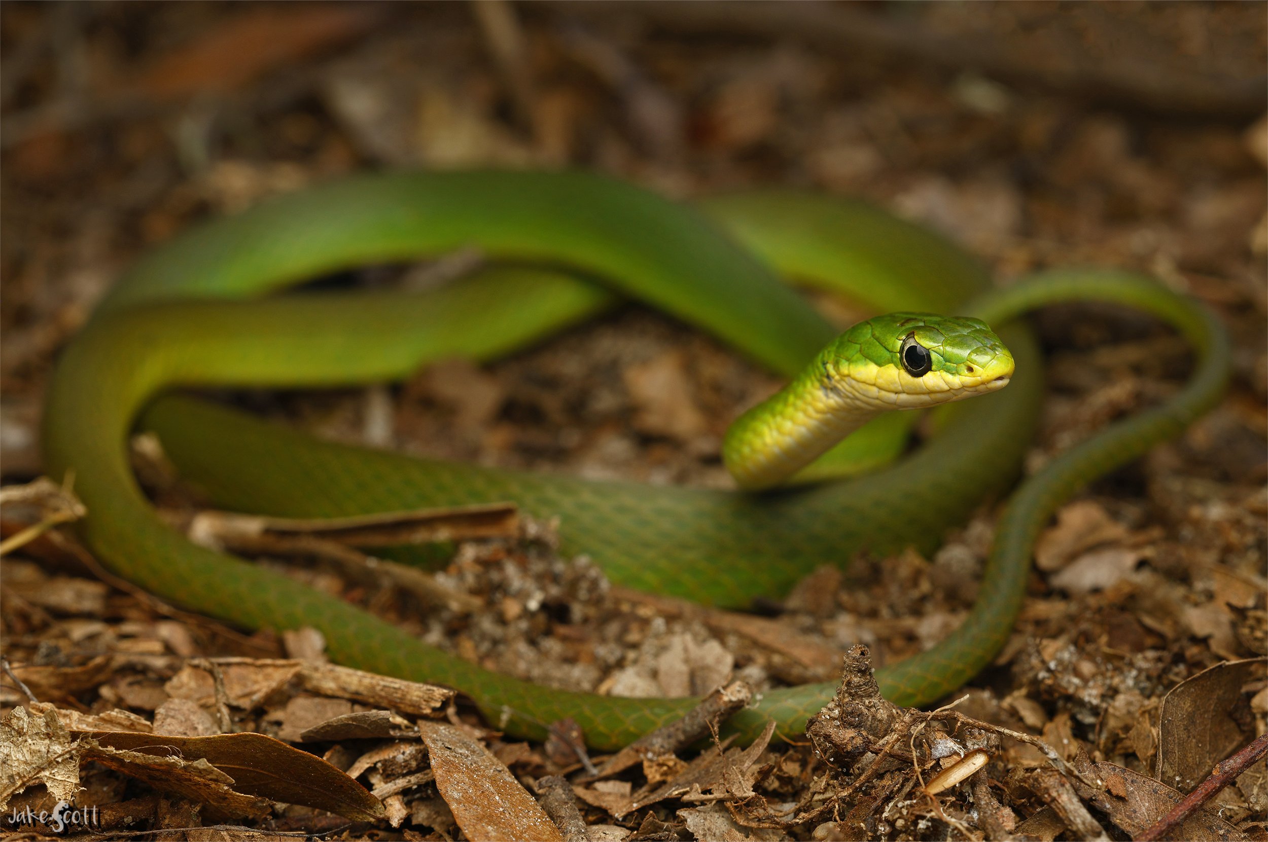 Rough Green Snake (Opheodrys aestivus)