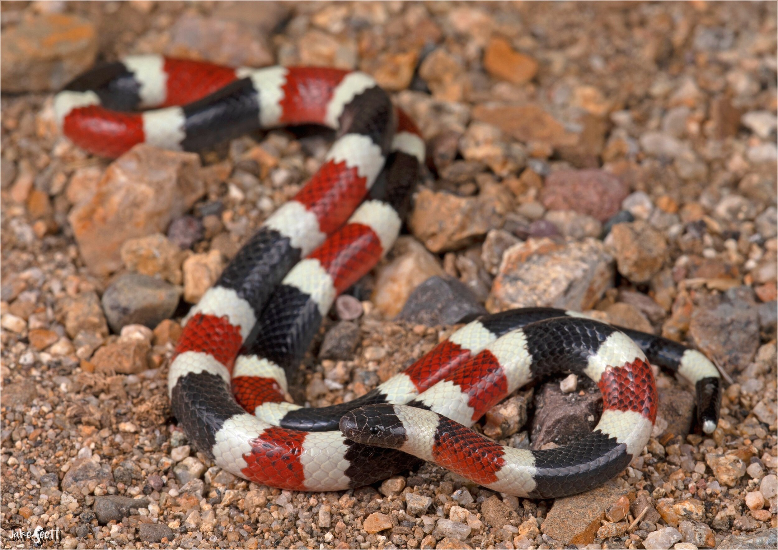 Sonoran Coral Snake (Micruroides euryxanthus)